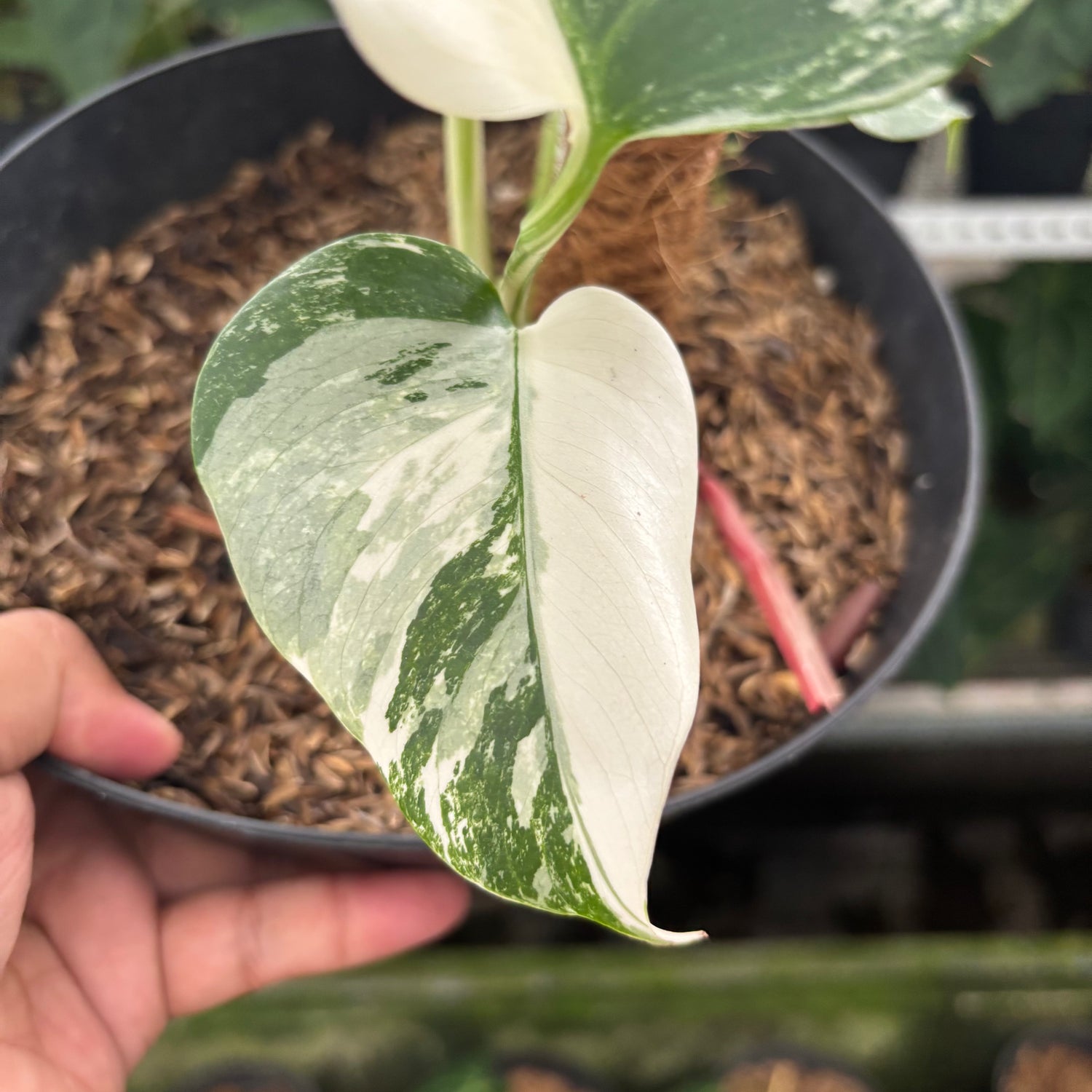 RP27-12 Monstera Albo Variegated