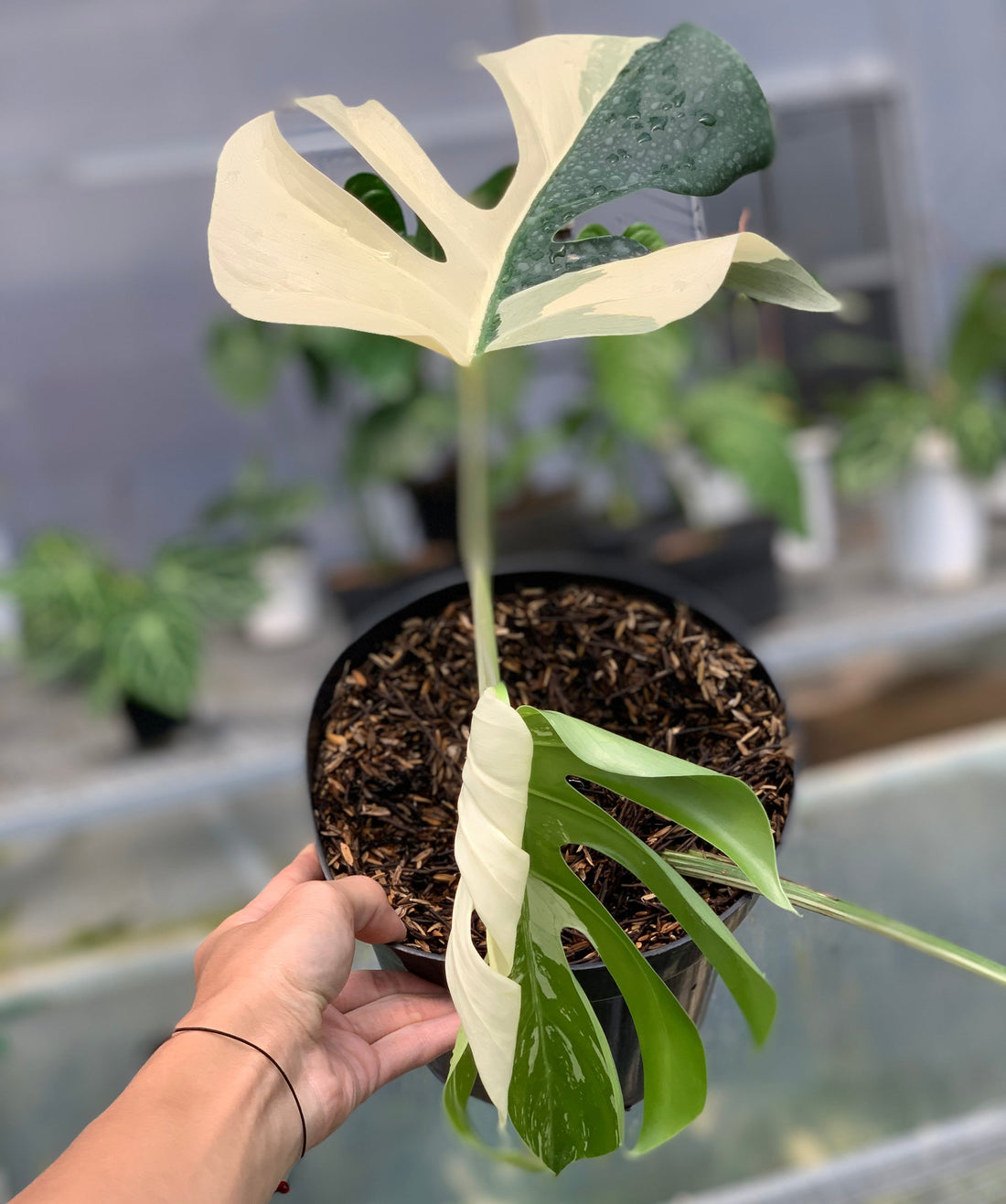 RP16-5 Monstera Jungle Mint