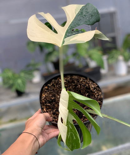 RP16-5 Monstera Jungle Mint