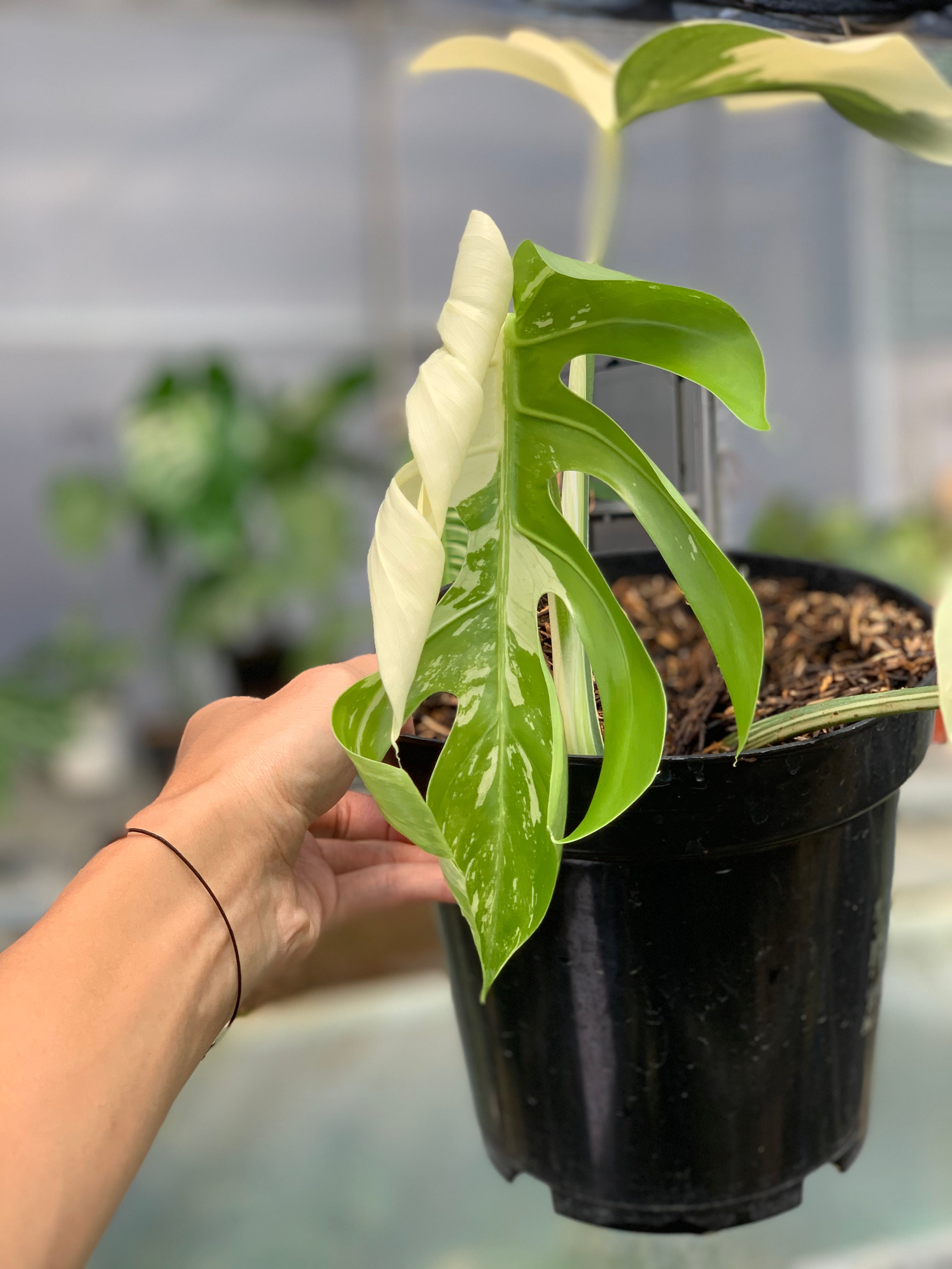 RP16-5 Monstera Jungle Mint