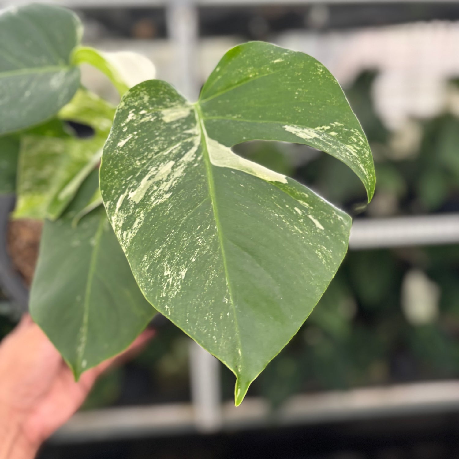 RP28-12 Monstera Albo Variegated