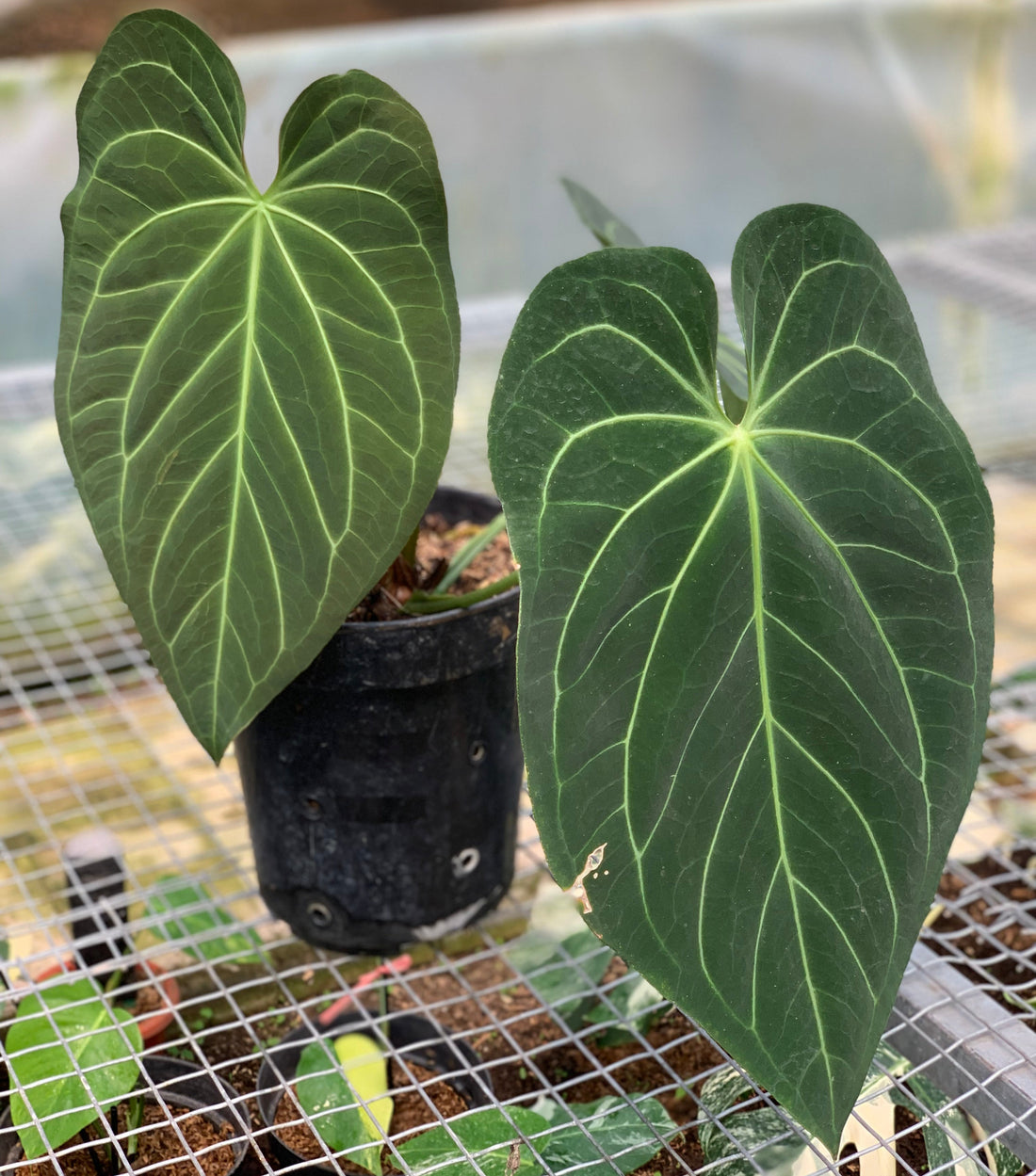 RP17-5 Anthurium Magnificum Verde x Regale