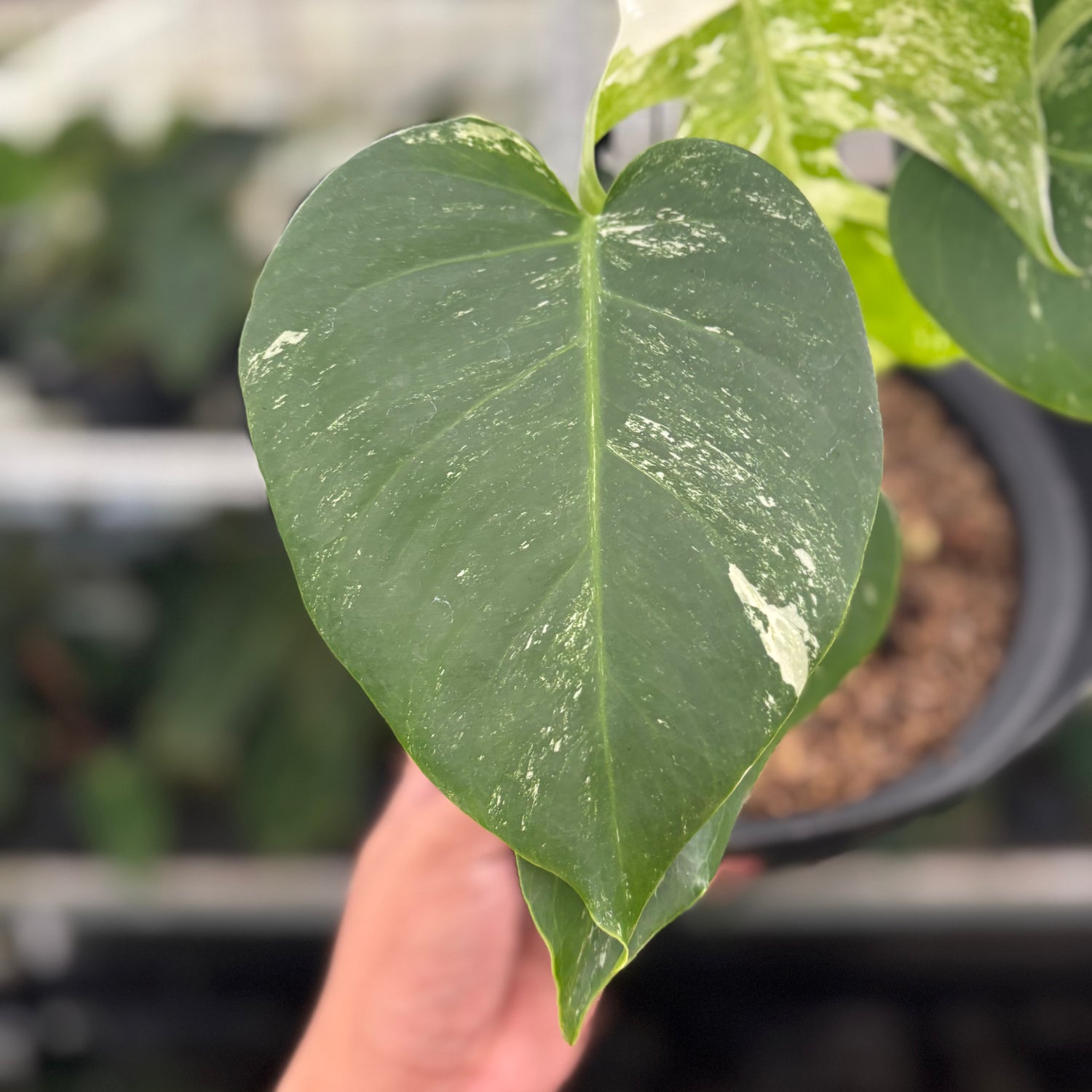 RP28-12 Monstera Albo Variegated