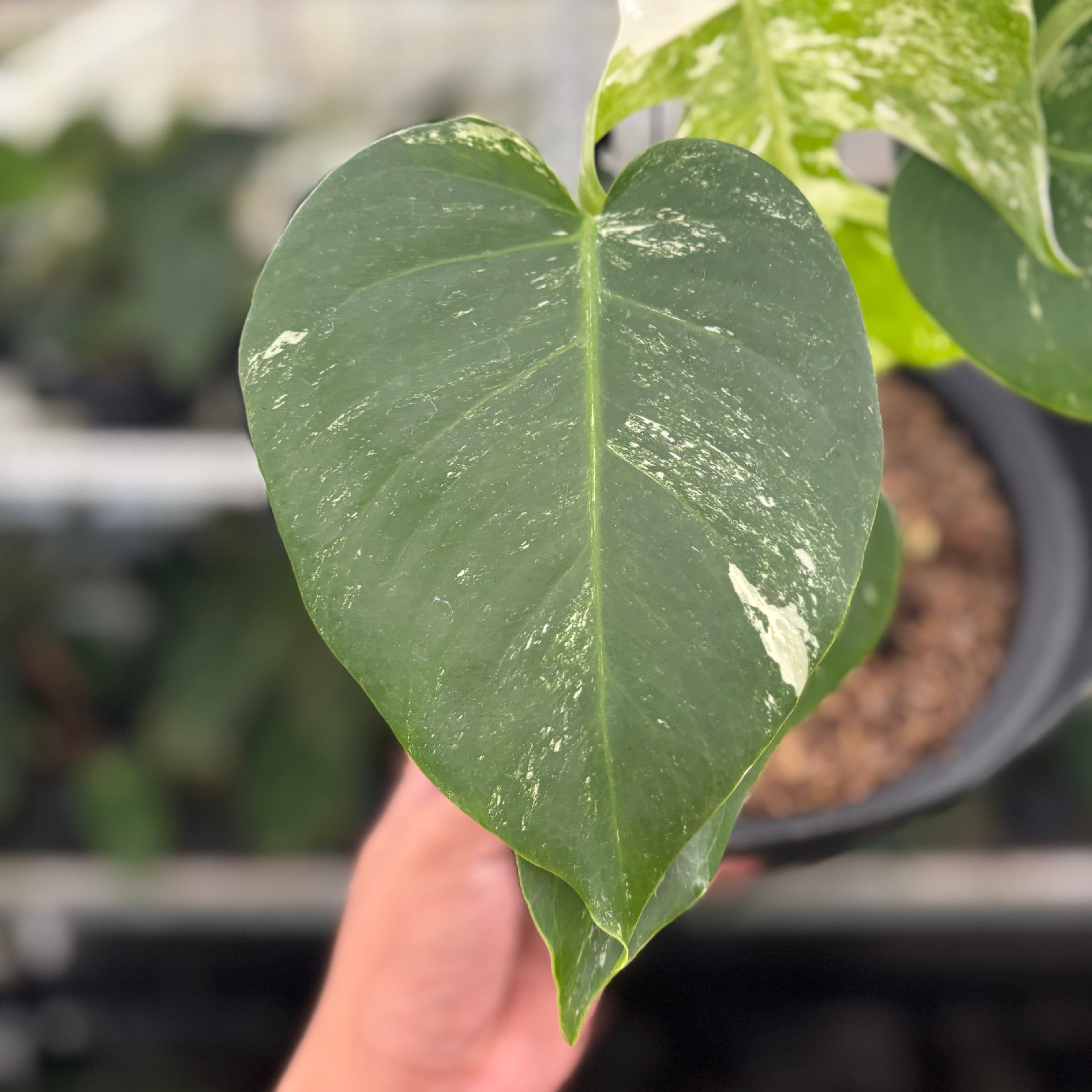 RP28-12 Monstera Albo Variegated