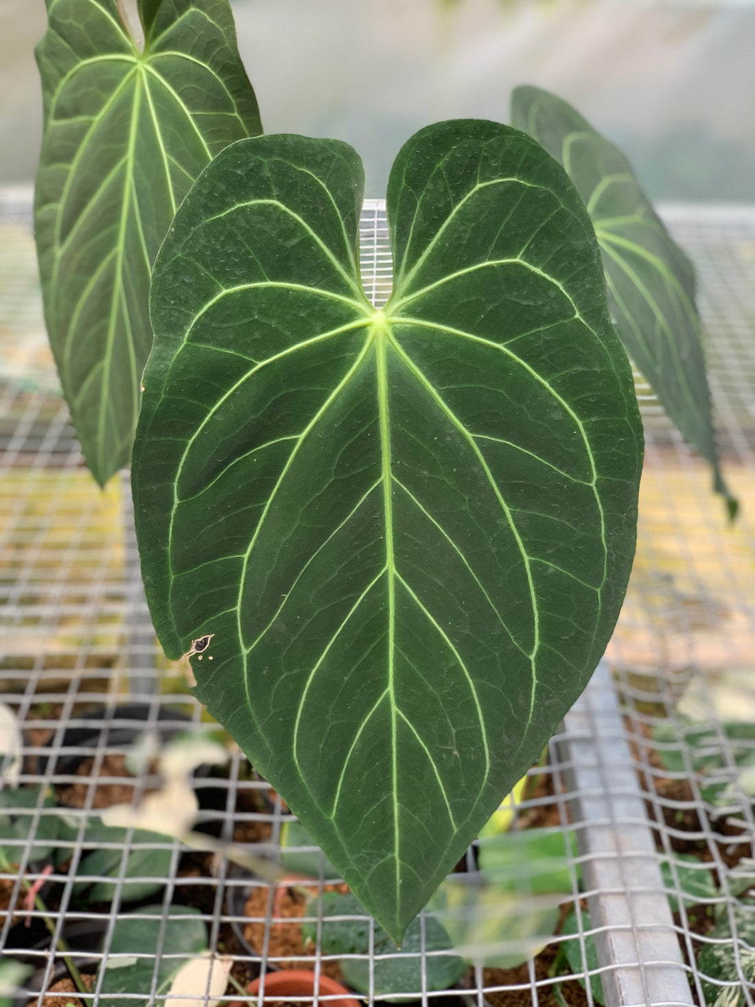 anthurium magnificum x regale RP17-5 Anthurium Magnificum Verde x Regale – Greenspaces.id