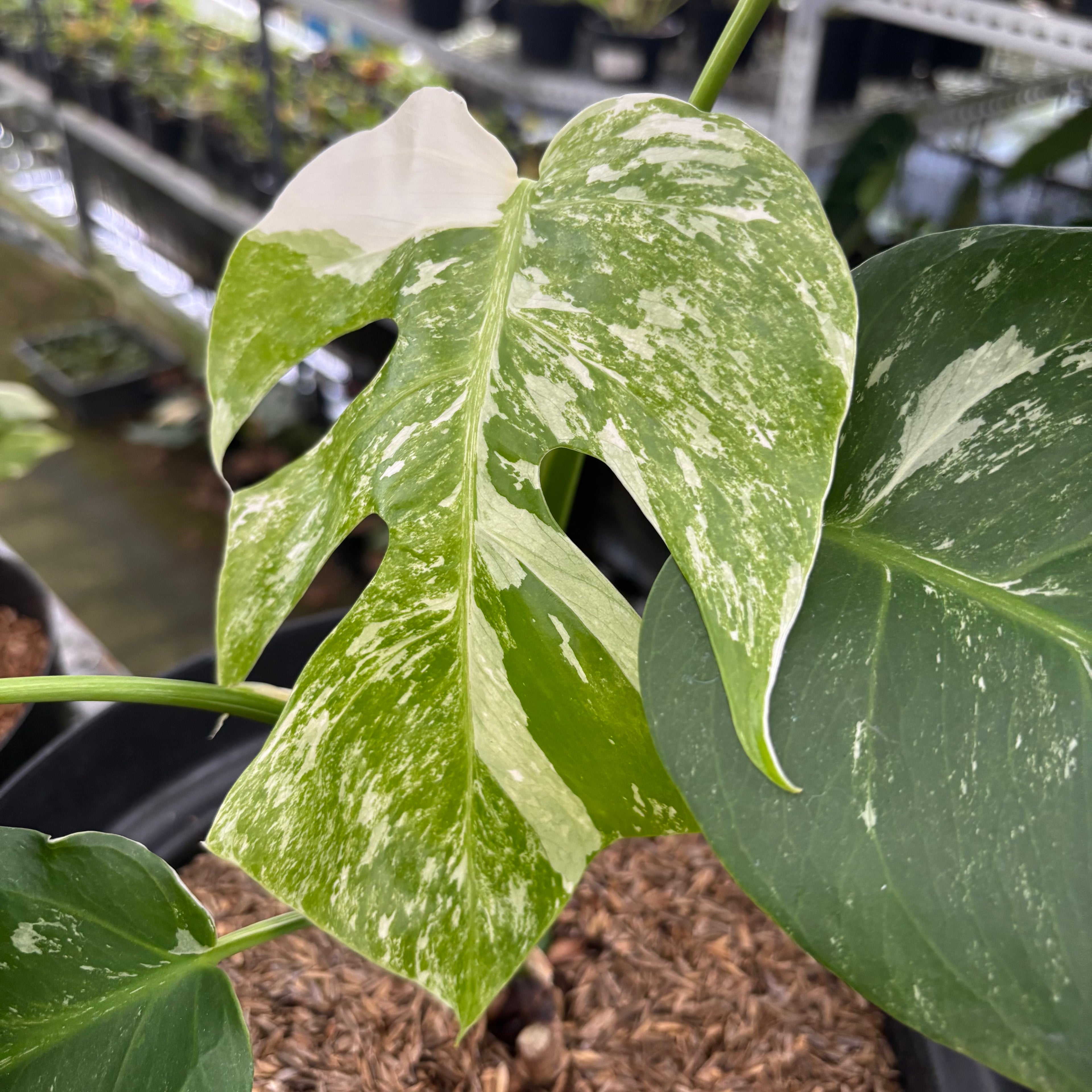 RP28-12 Monstera Albo Variegated