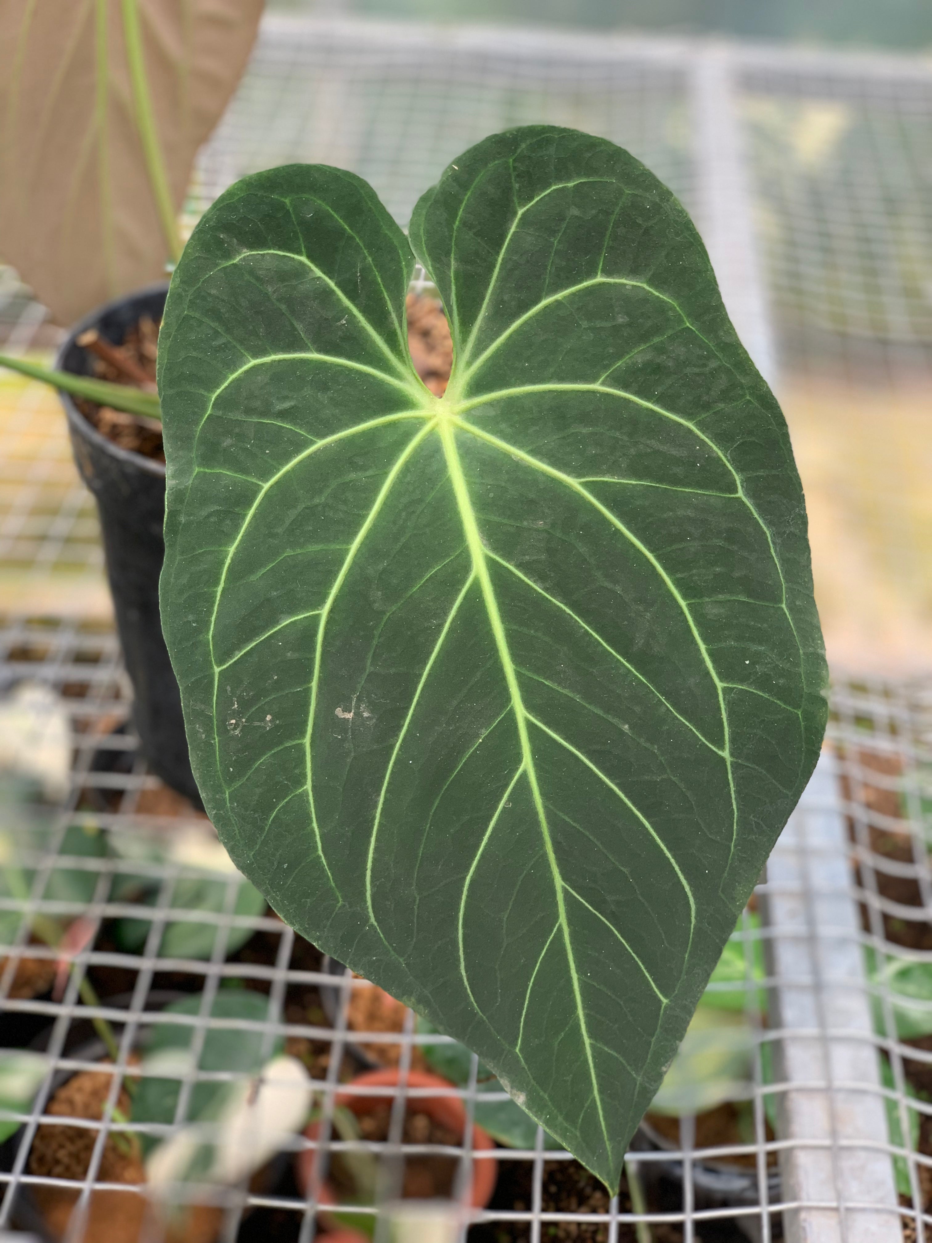 RP17-5 Anthurium Magnificum Verde x Regale