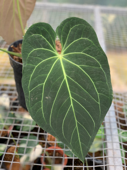 RP17-5 Anthurium Magnificum Verde x Regale