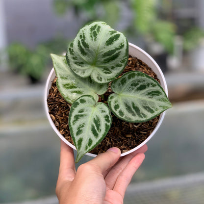 RP18-5 Anthurium Silver Chrome