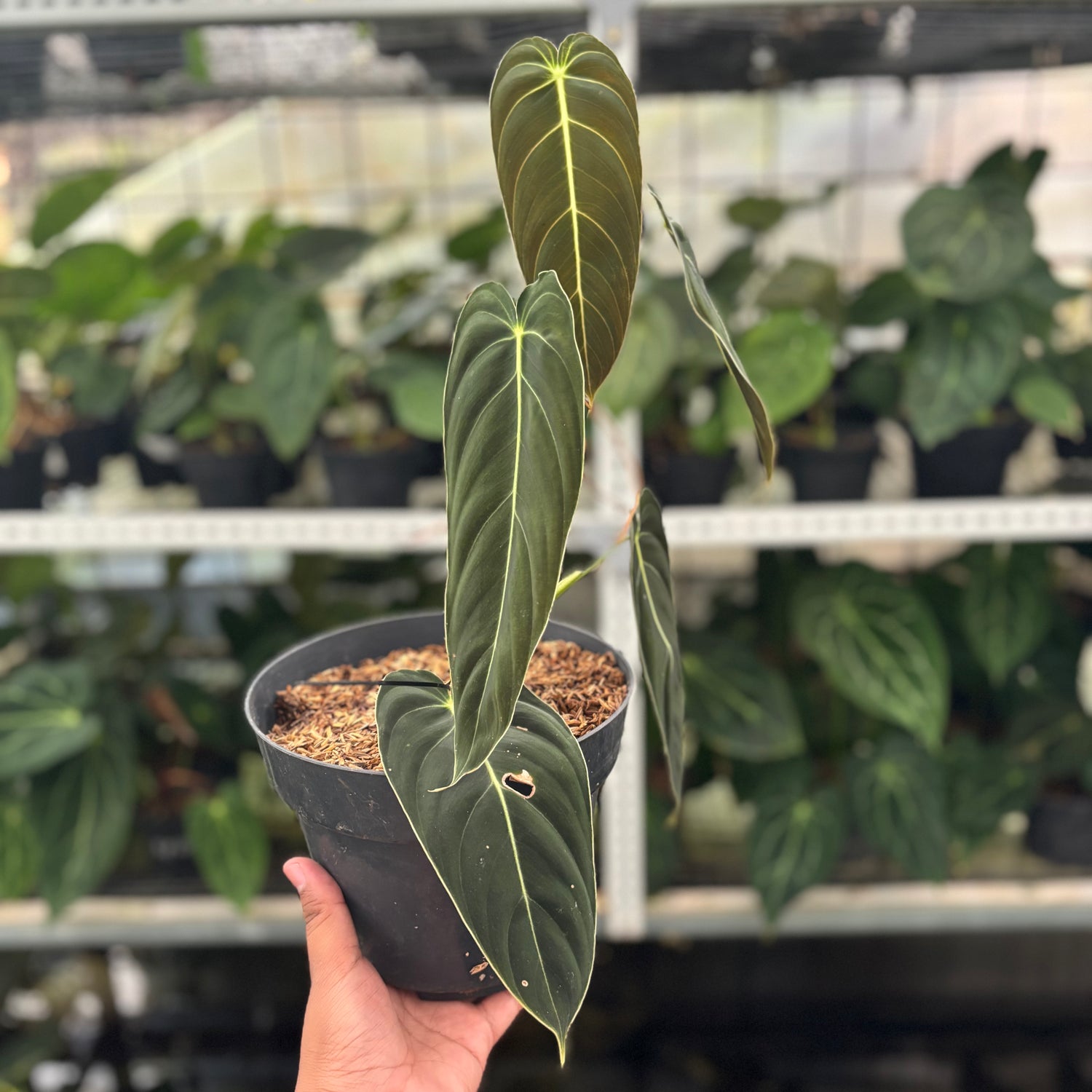 RP29-12 Philodendron Melanochrysum Medium