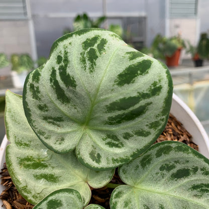 RP18-5 Anthurium Silver Chrome