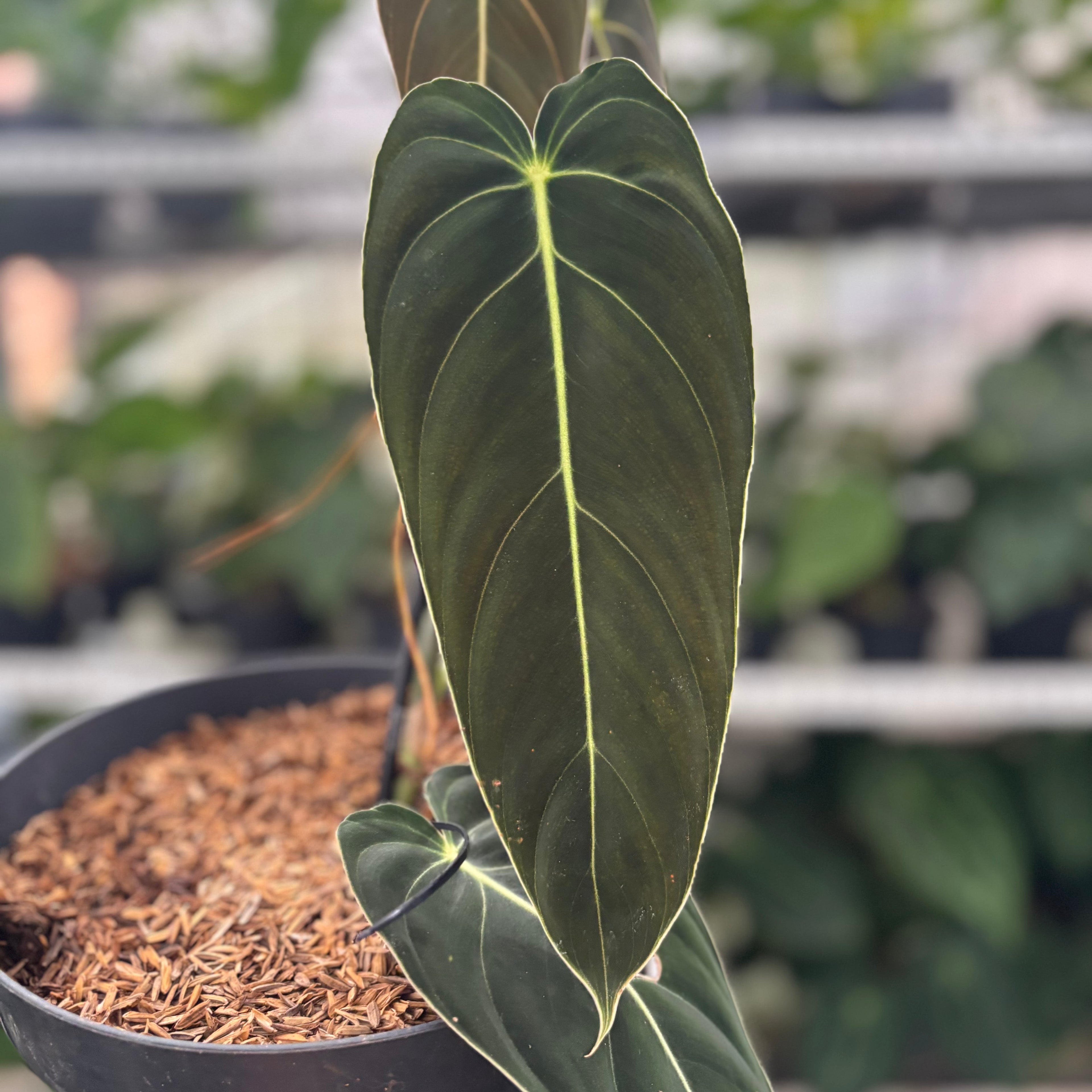 RP29-12 Philodendron Melanochrysum Medium