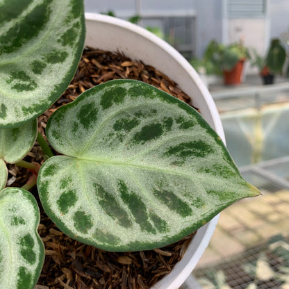 RP18-5 Anthurium Silver Chrome