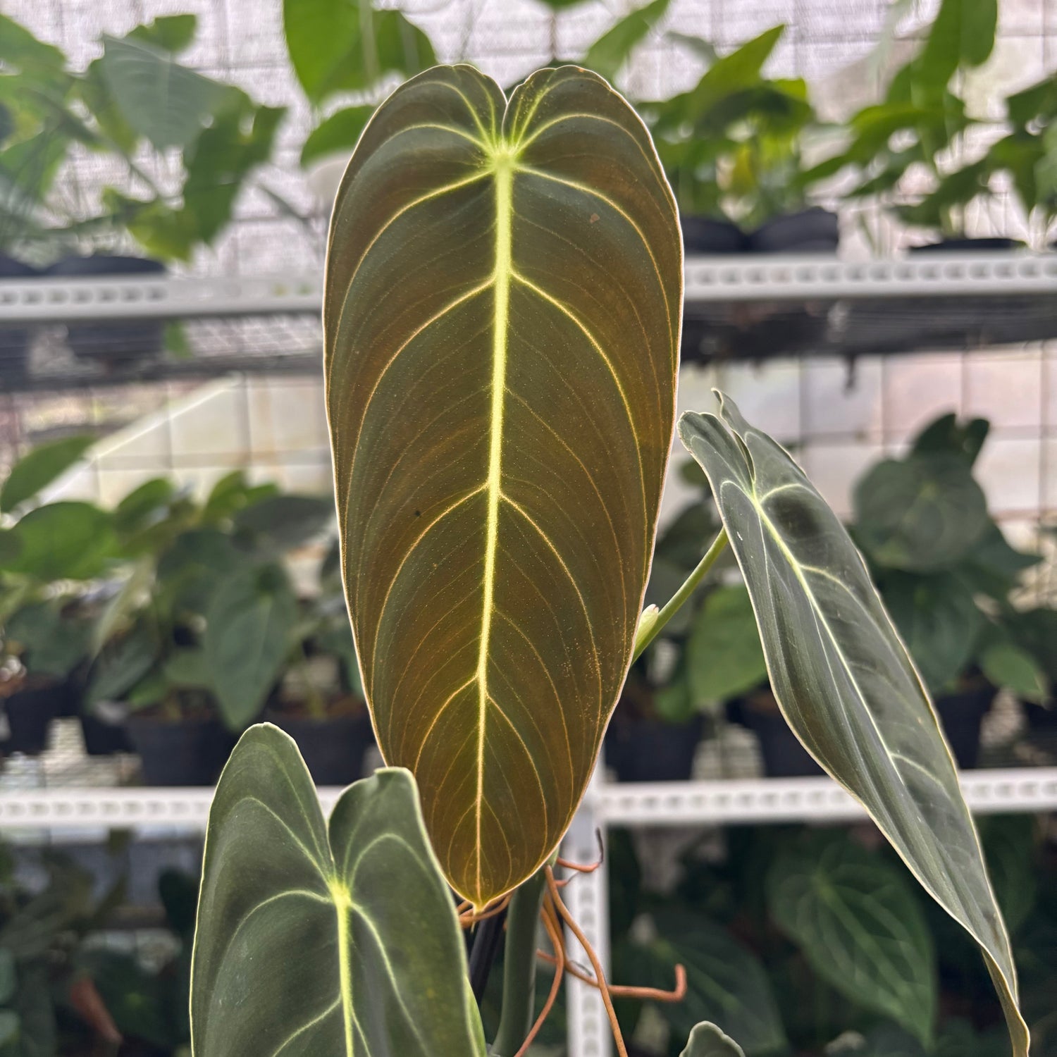 RP29-12 Philodendron Melanochrysum Medium