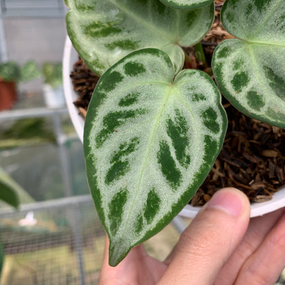 RP18-5 Anthurium Silver Chrome