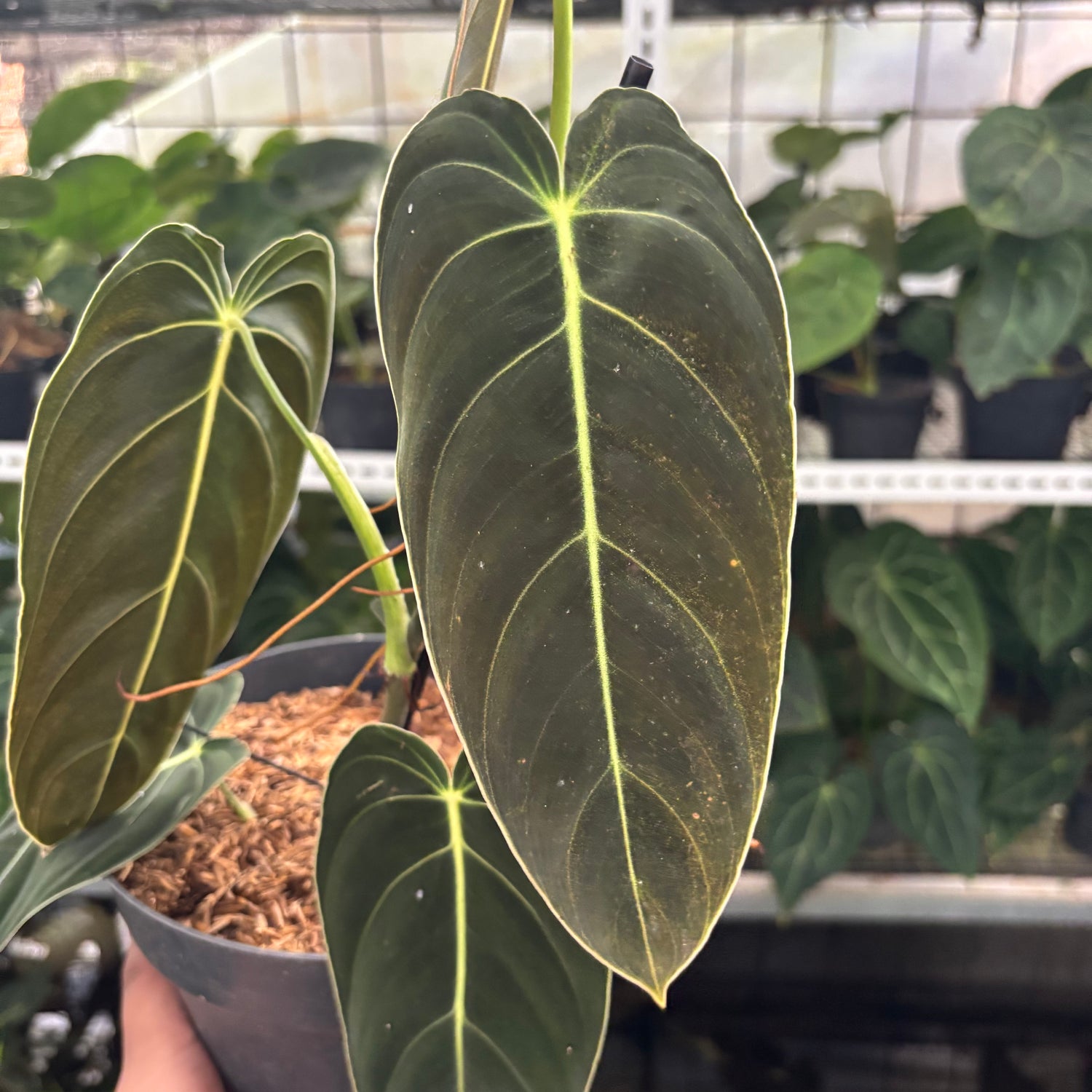 RP29-12 Philodendron Melanochrysum Medium