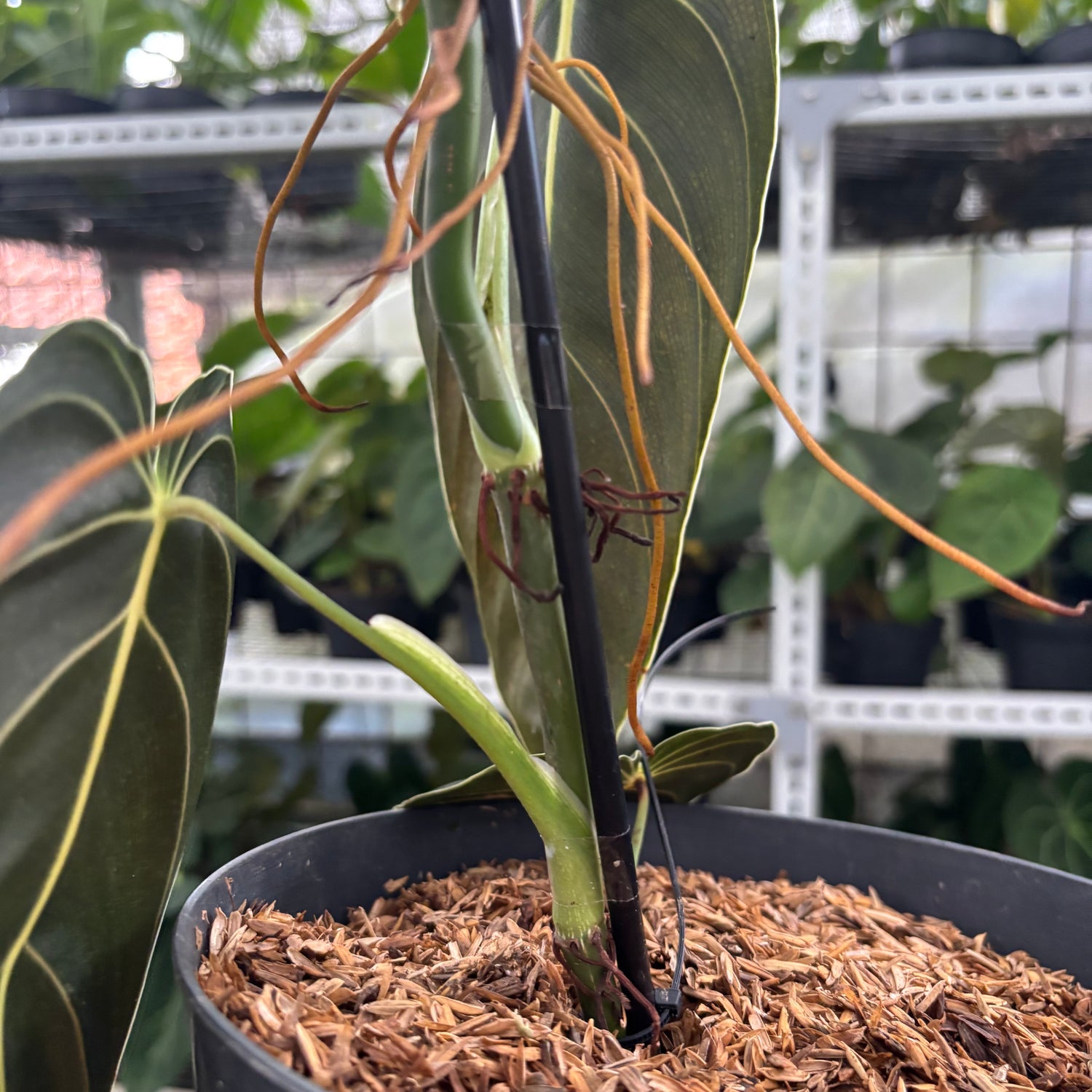 RP29-12 Philodendron Melanochrysum Medium