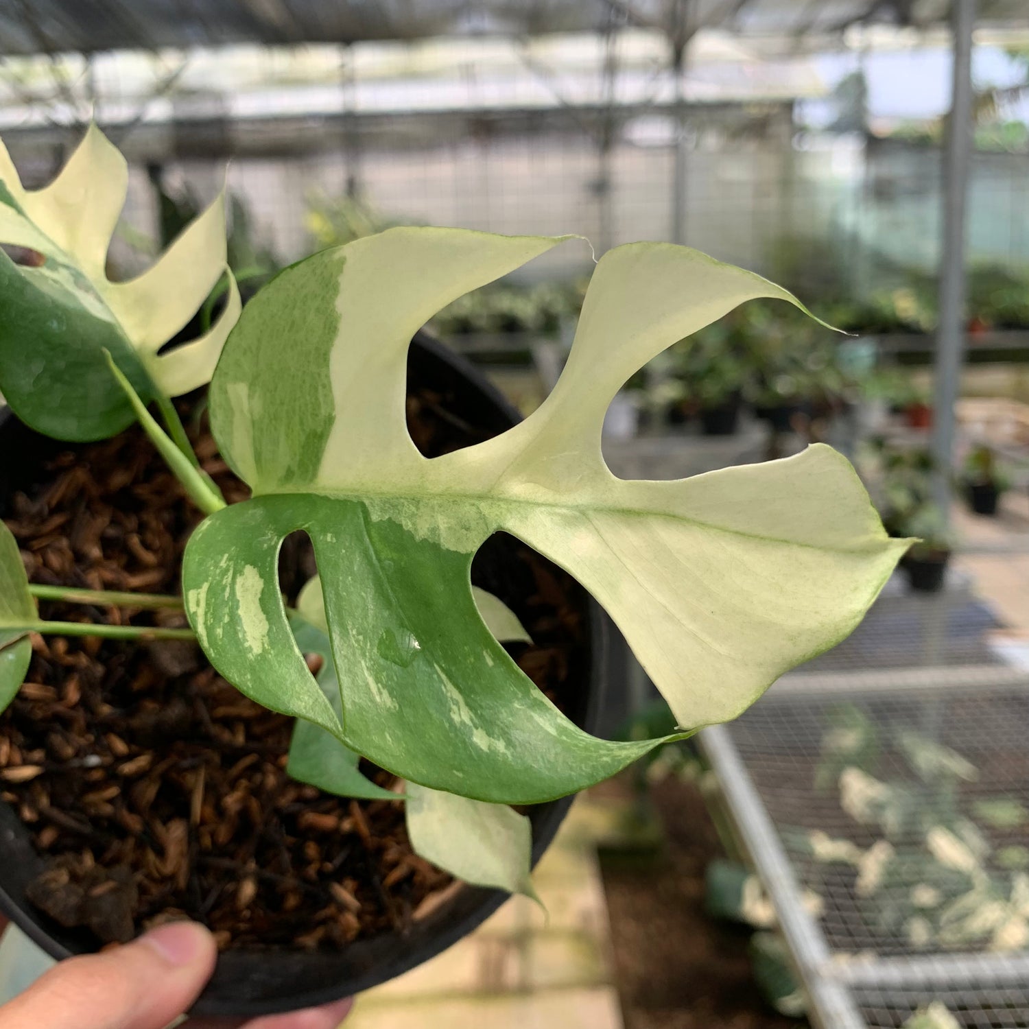 RP19-5 Rhaphidophora Tetrasperma Variegated