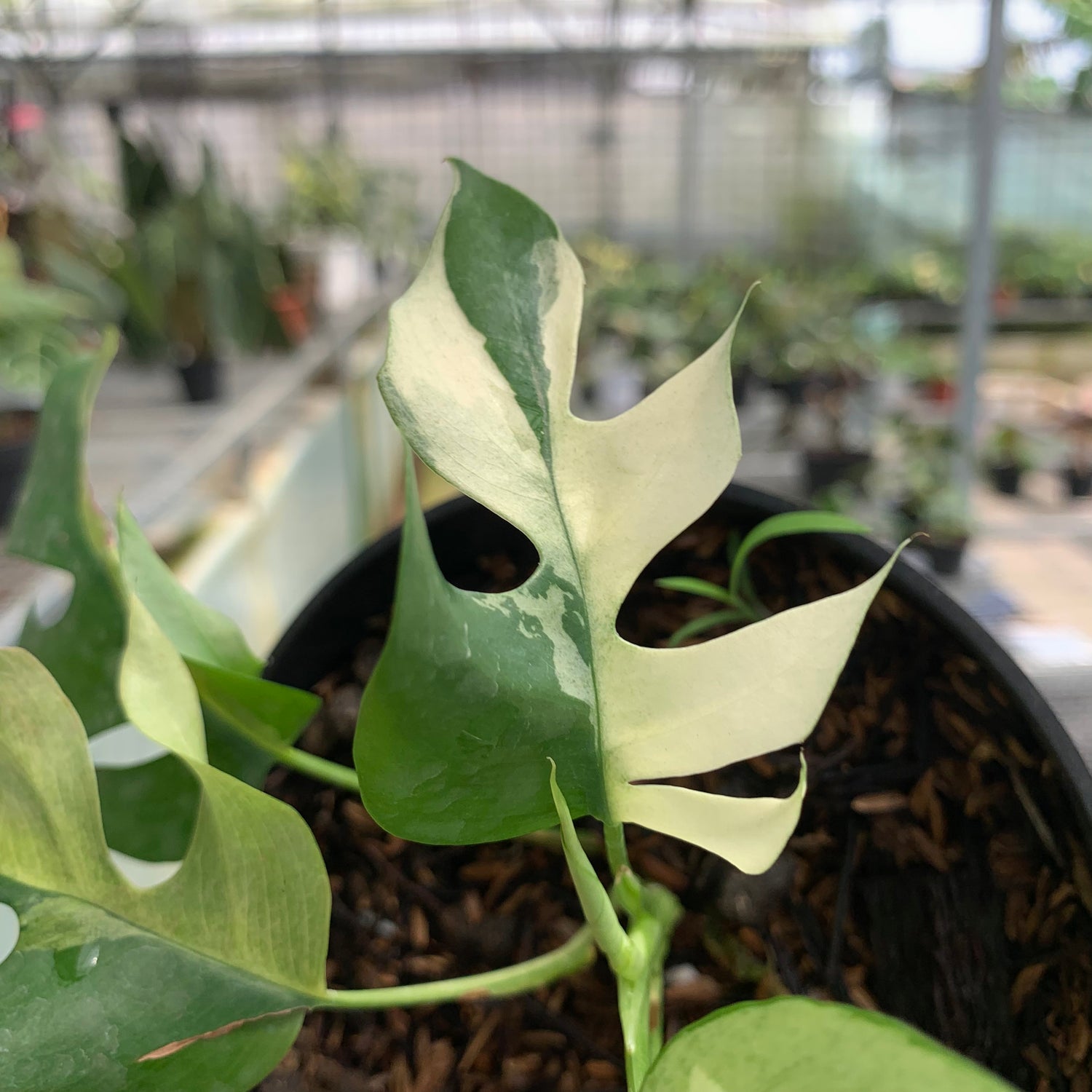 RP19-5 Rhaphidophora Tetrasperma Variegated