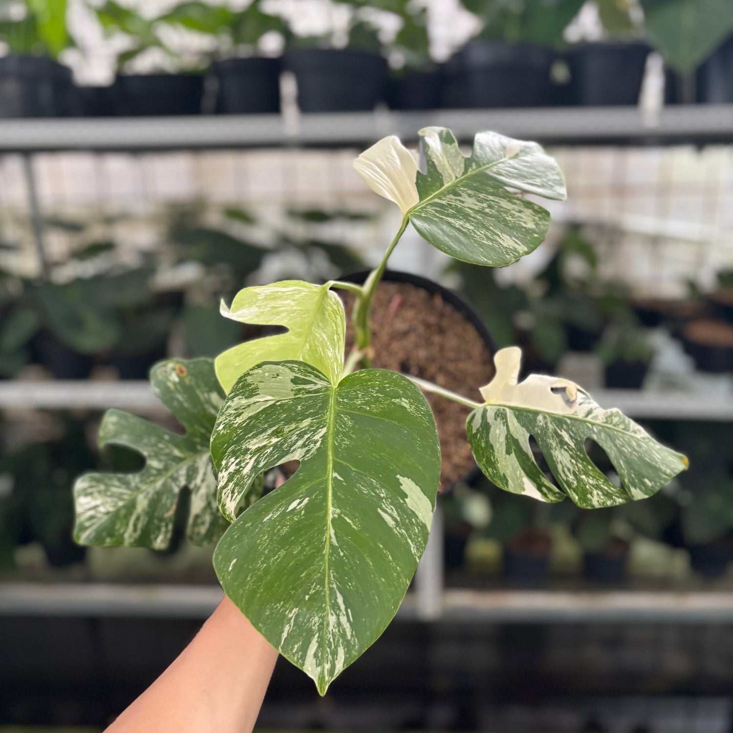 RP30-12 Monstera Albo Variegated