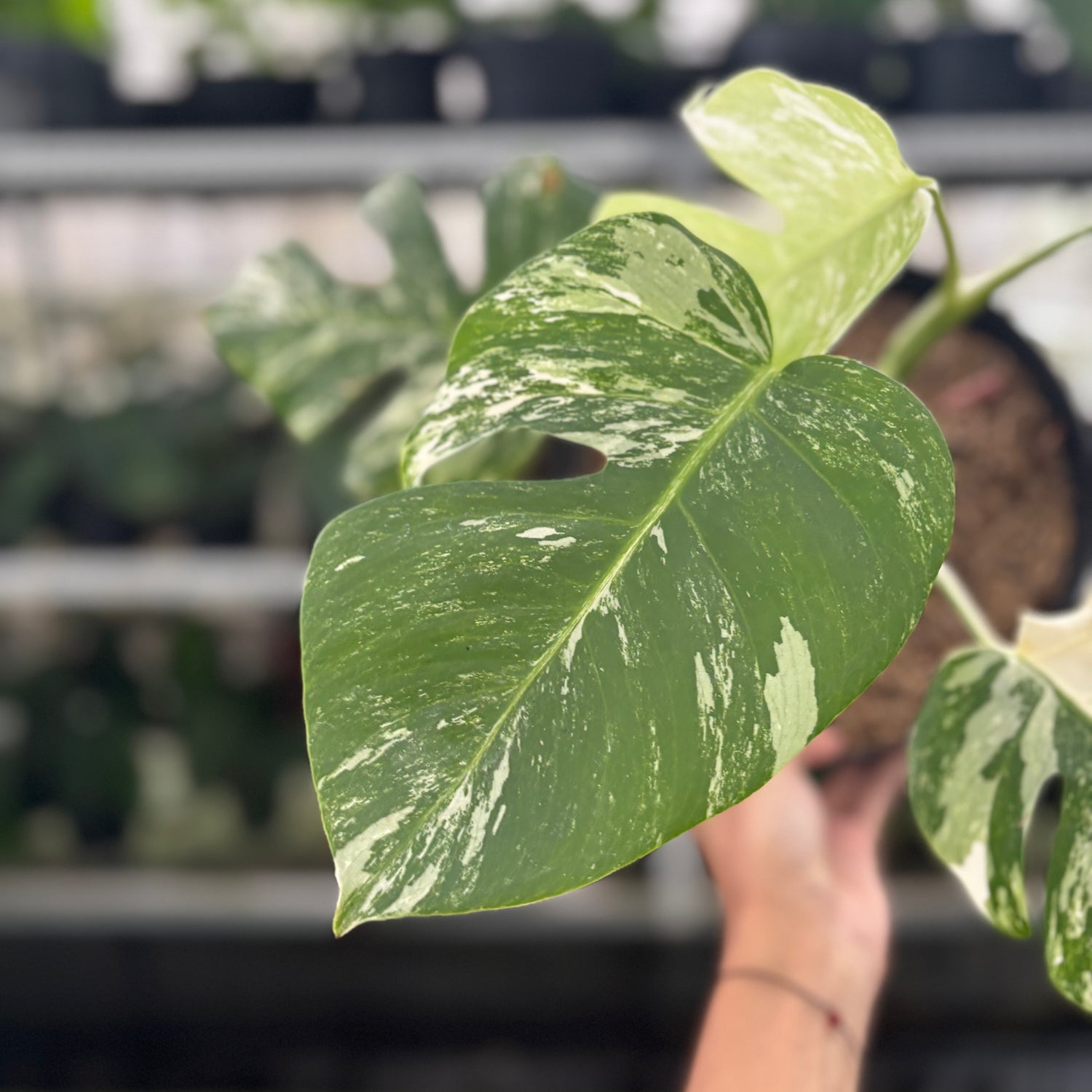 RP30-12 Monstera Albo Variegated