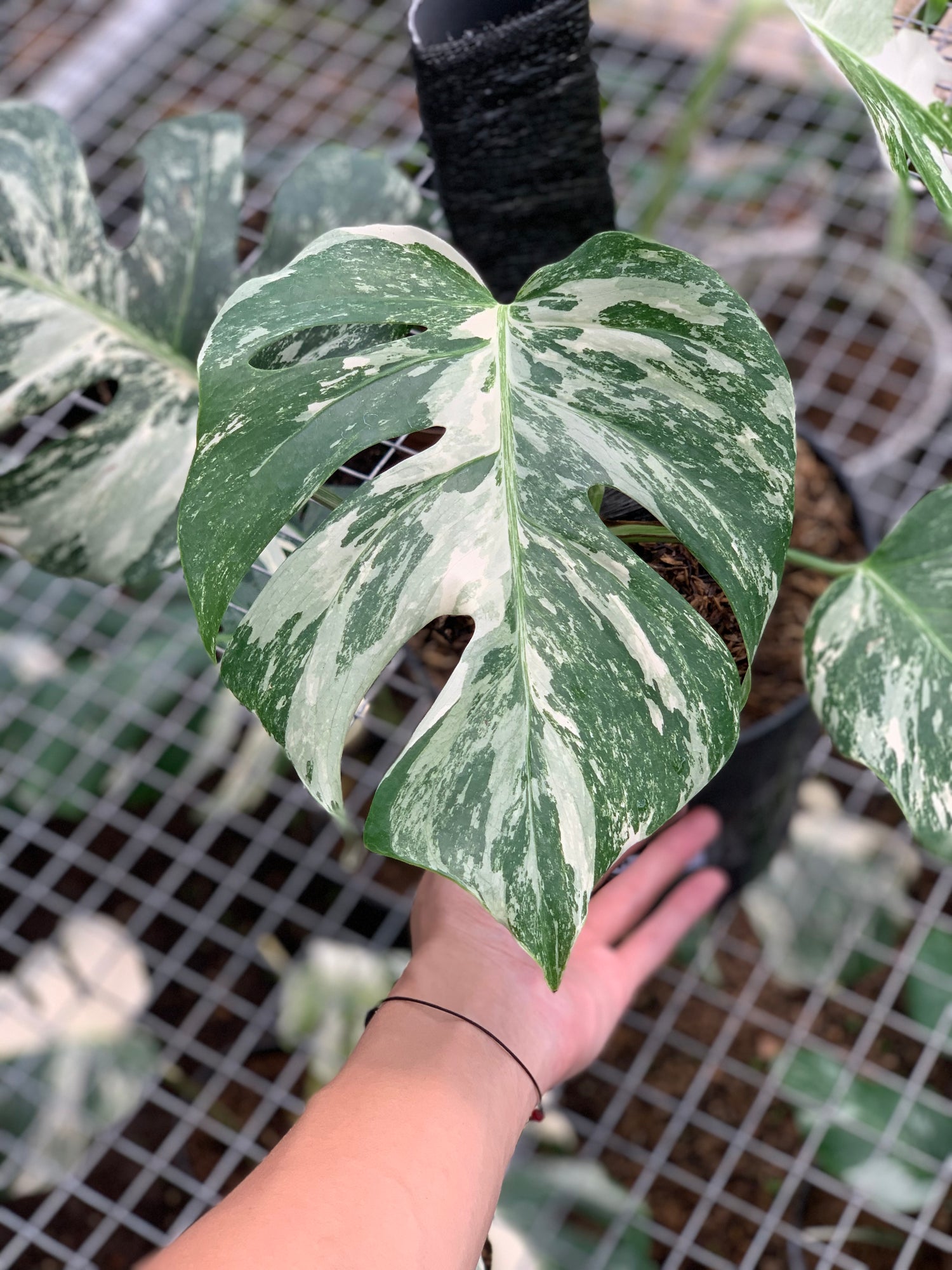 RP20-5 Monstera Albo Variegated