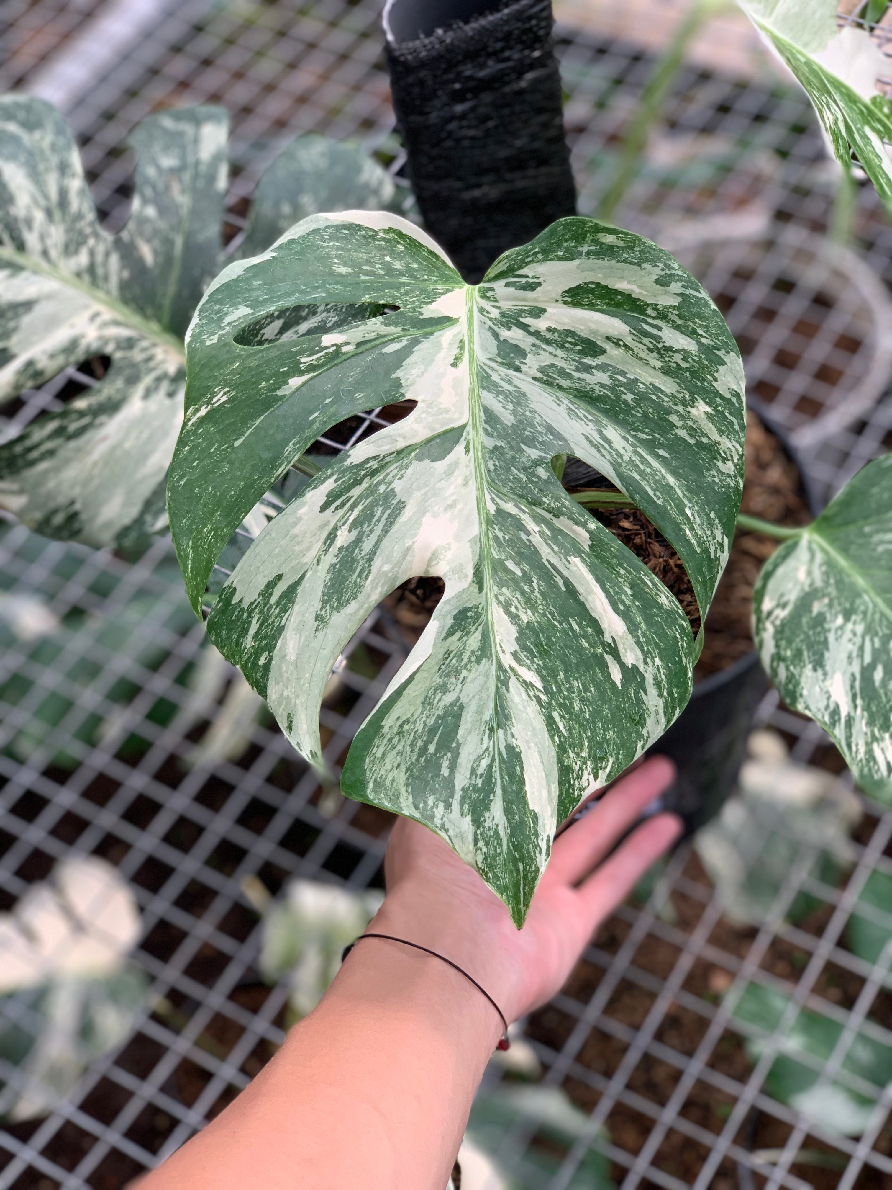 RP20-5 Monstera Albo Variegated