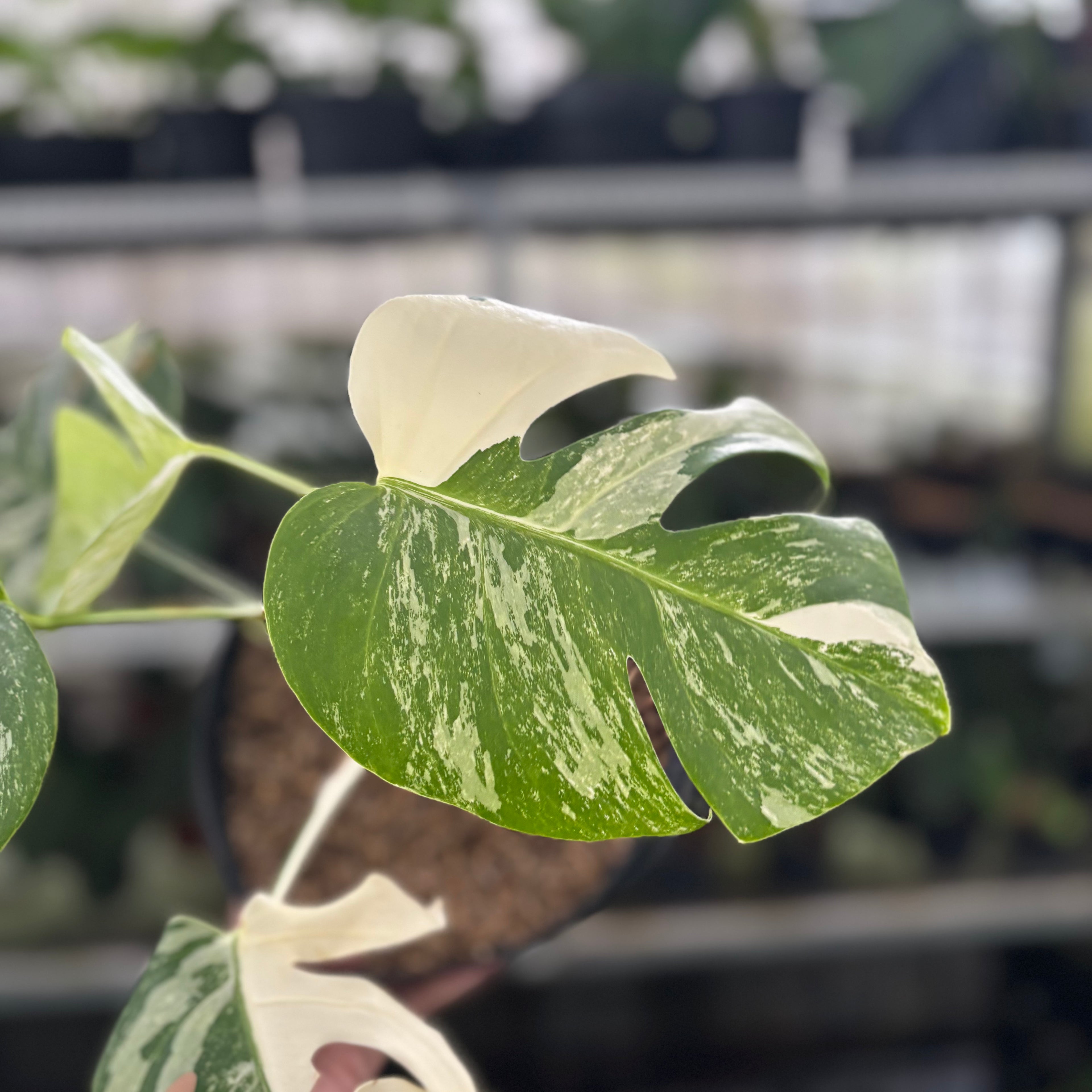 RP30-12 Monstera Albo Variegated