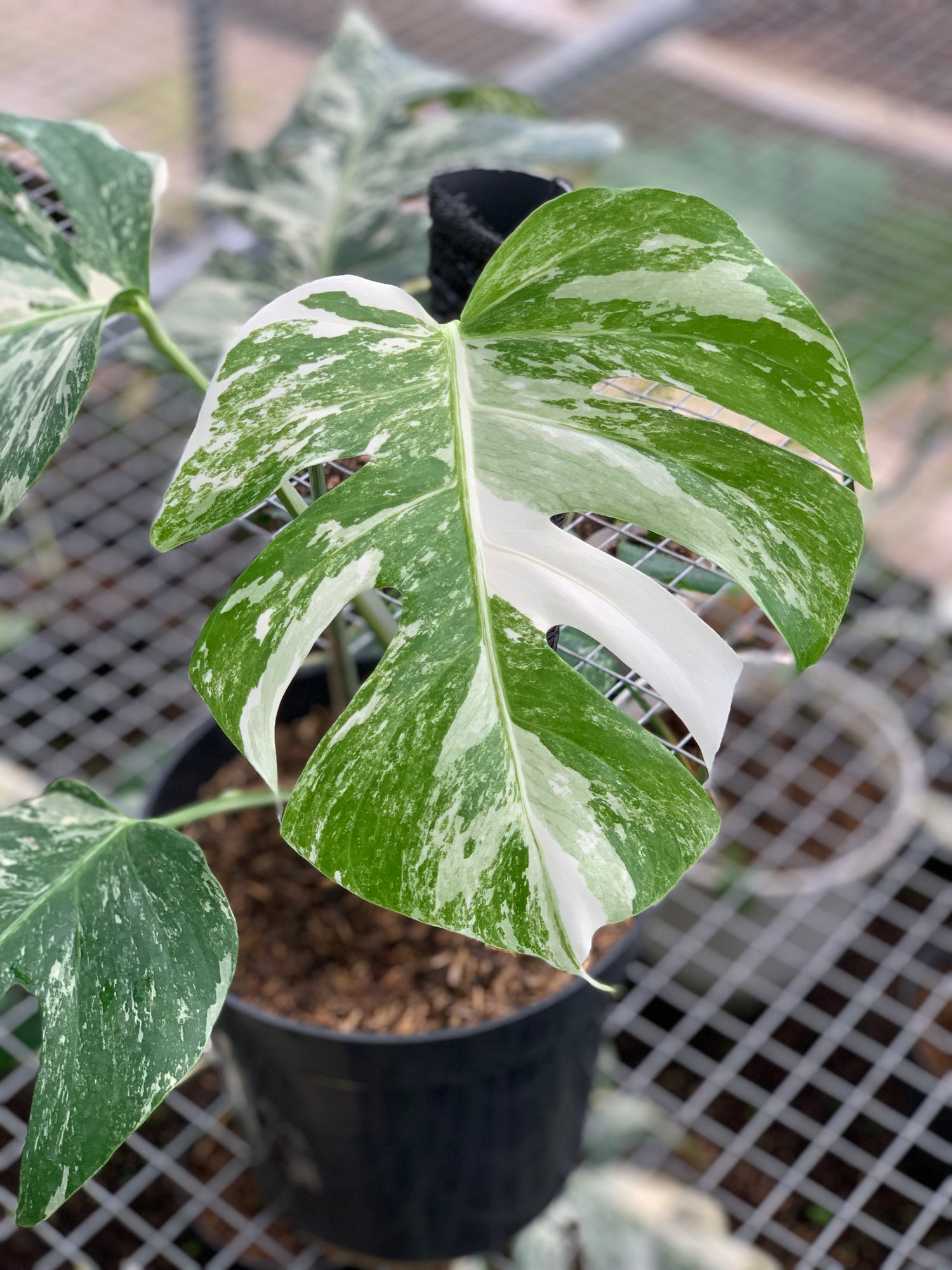 RP20-5 Monstera Albo Variegated