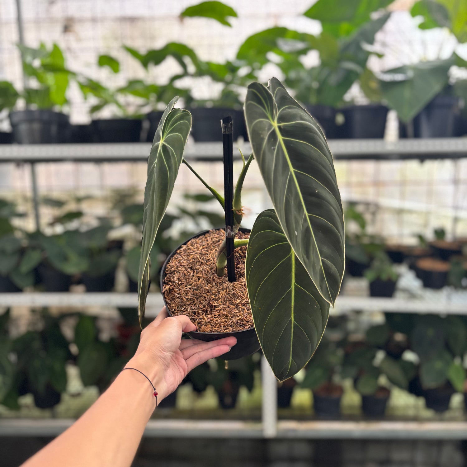 RP31-12 Philodendron Melanochrysum Medium