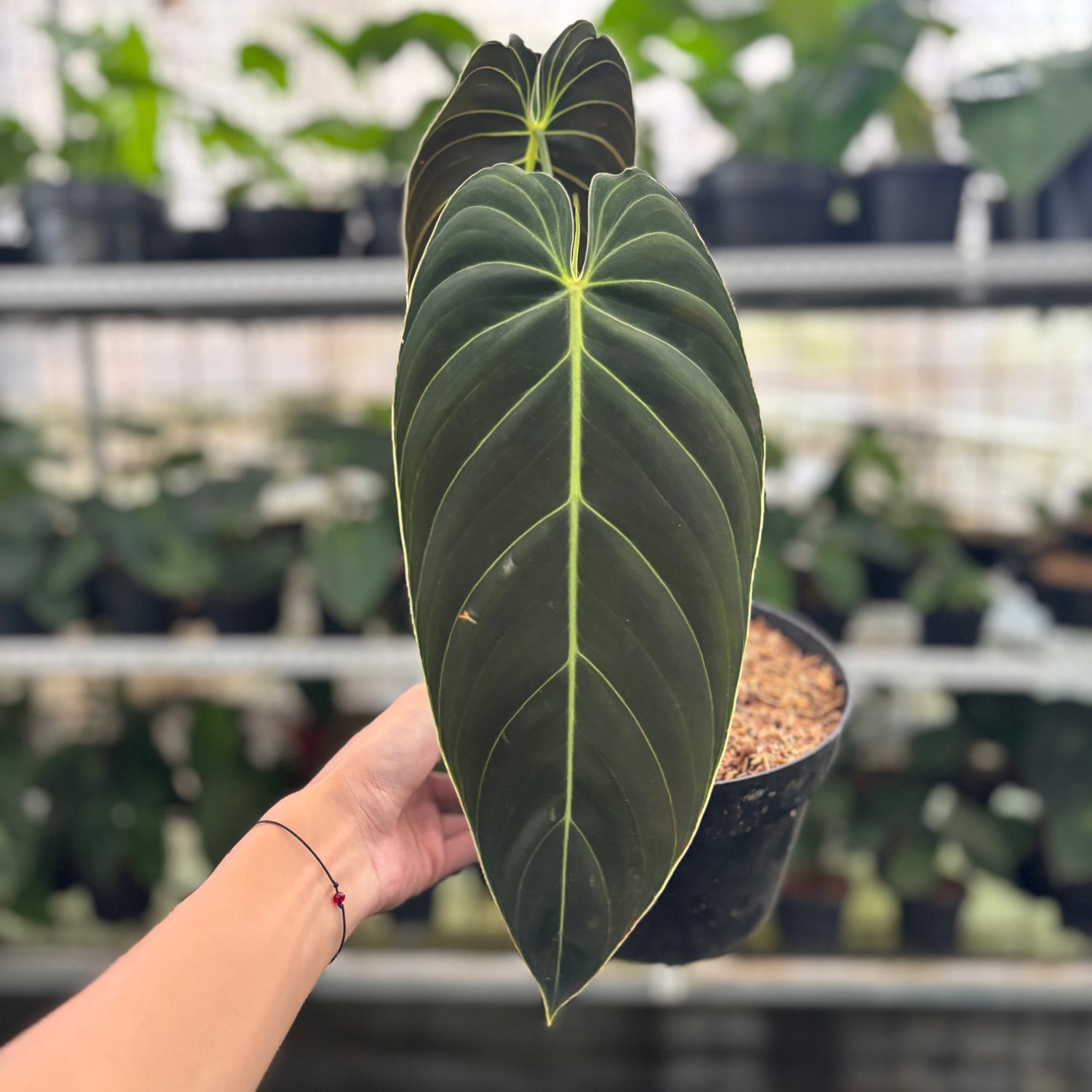 RP31-12 Philodendron Melanochrysum Medium