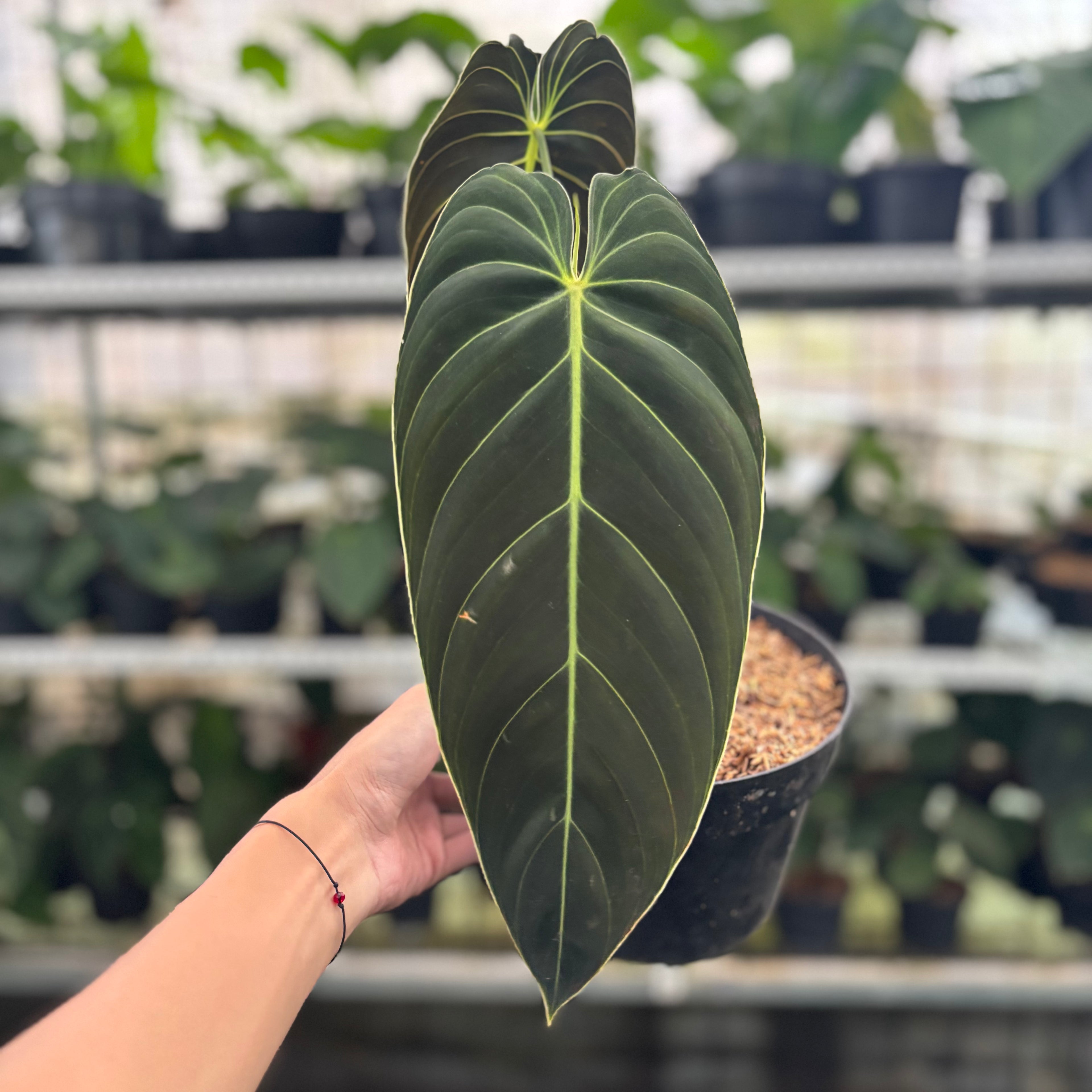 RP31-12 Philodendron Melanochrysum Medium