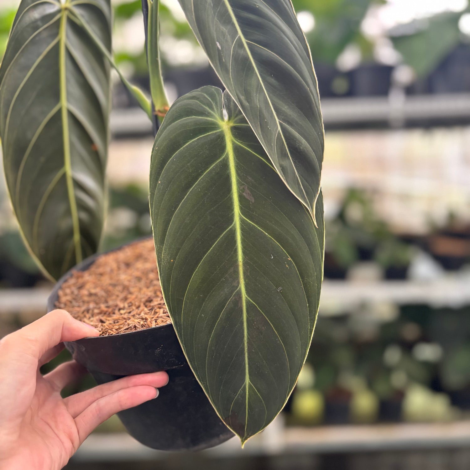 RP31-12 Philodendron Melanochrysum Medium