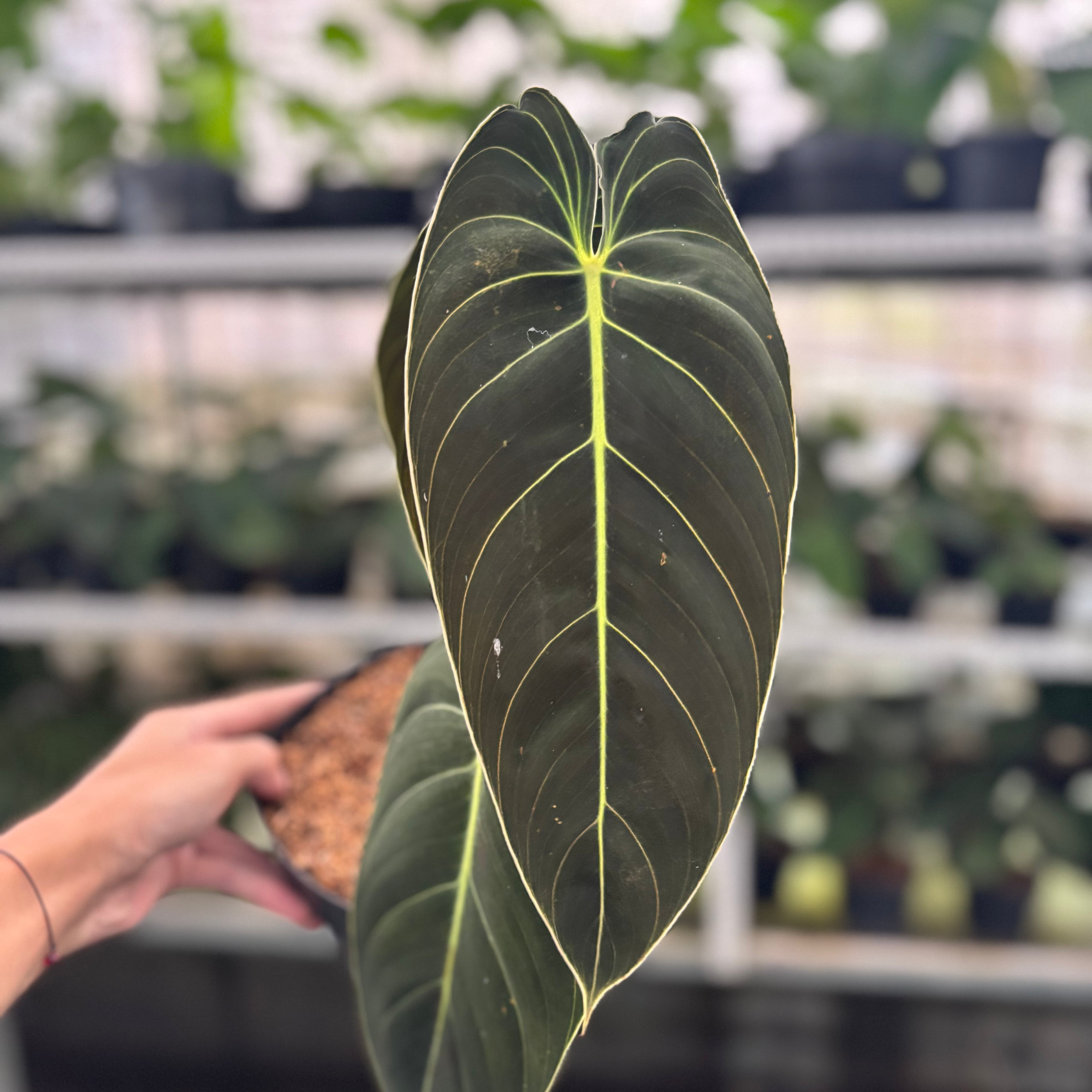 RP31-12 Philodendron Melanochrysum Medium