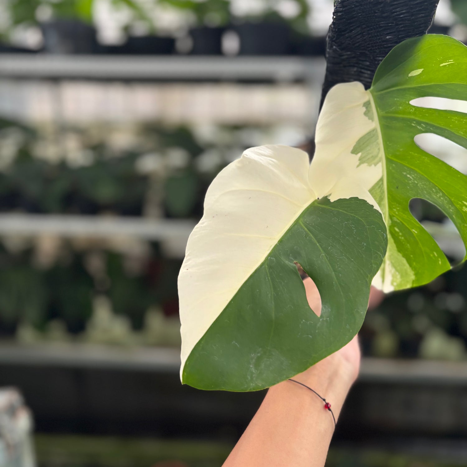 RP32-12	Monstera Albo Variegated