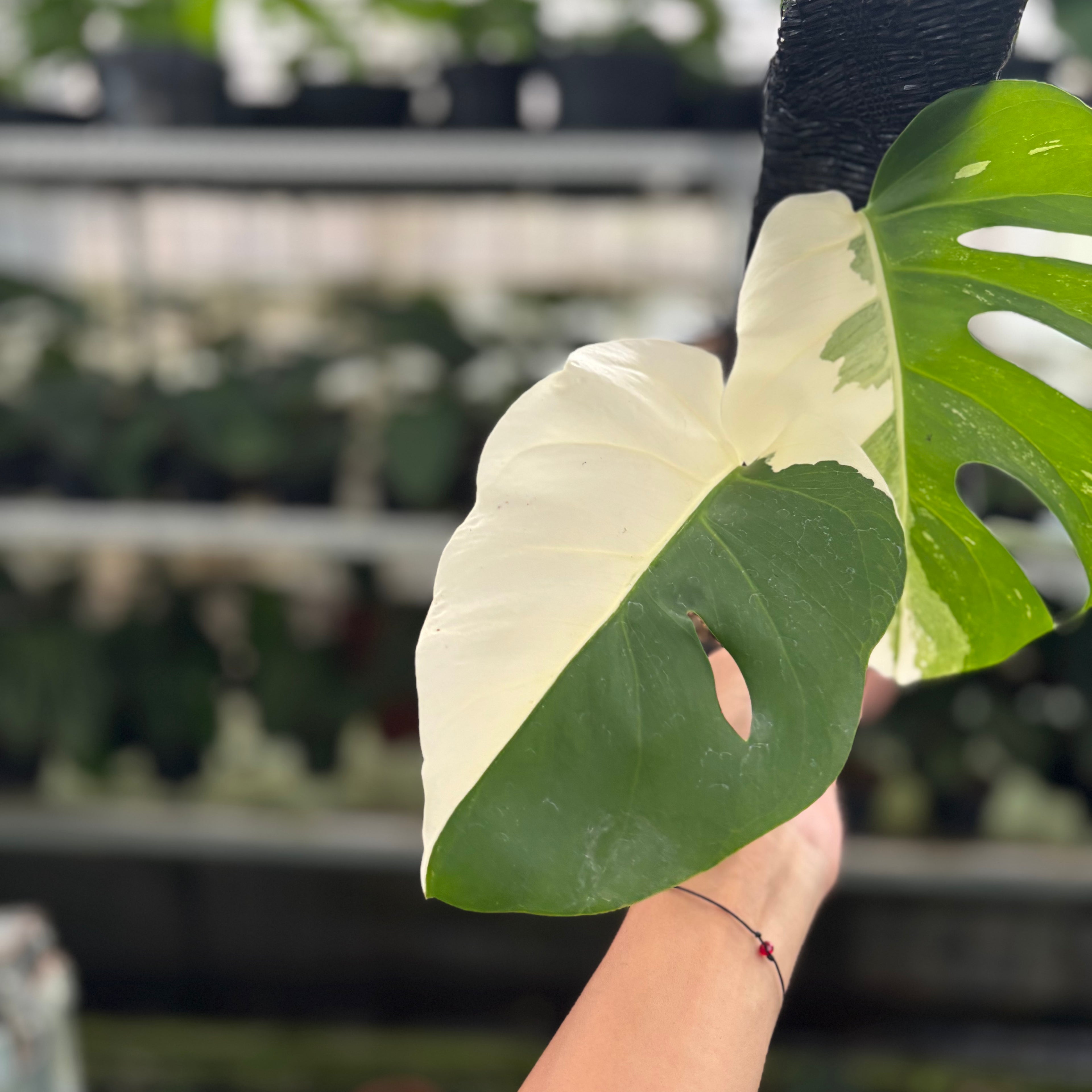 RP32-12	Monstera Albo Variegated