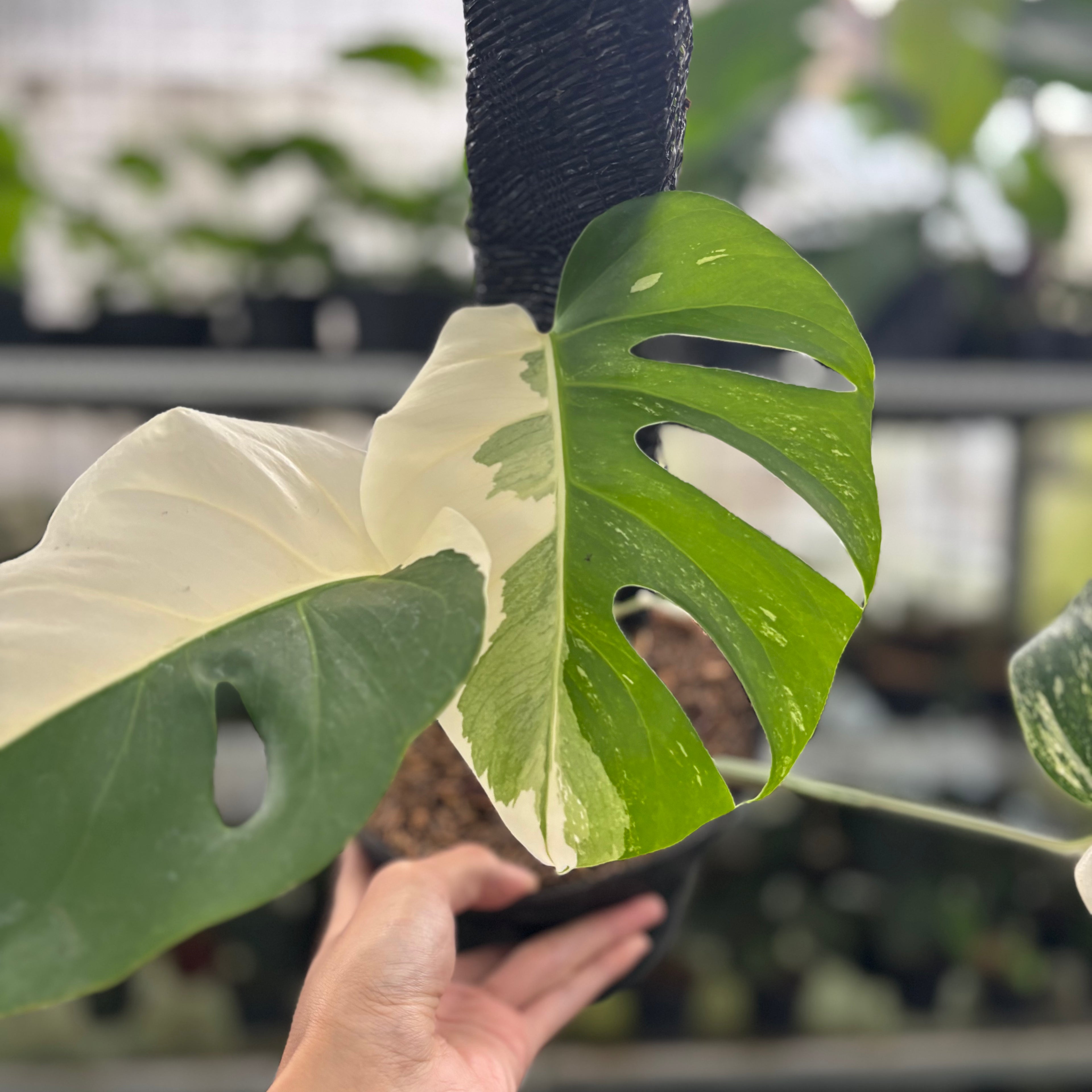 RP32-12	Monstera Albo Variegated