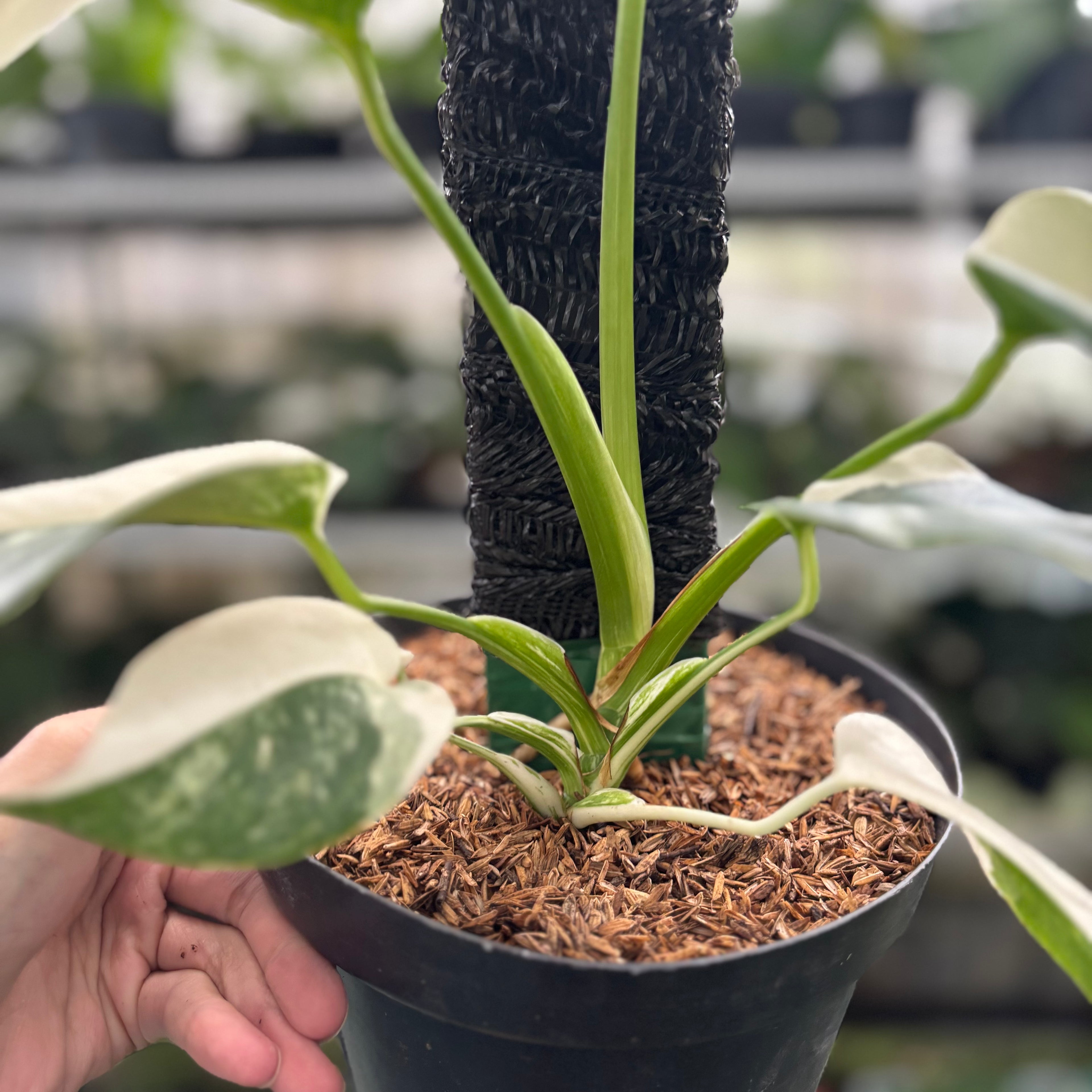 RP33-12 Monstera Albo Variegated