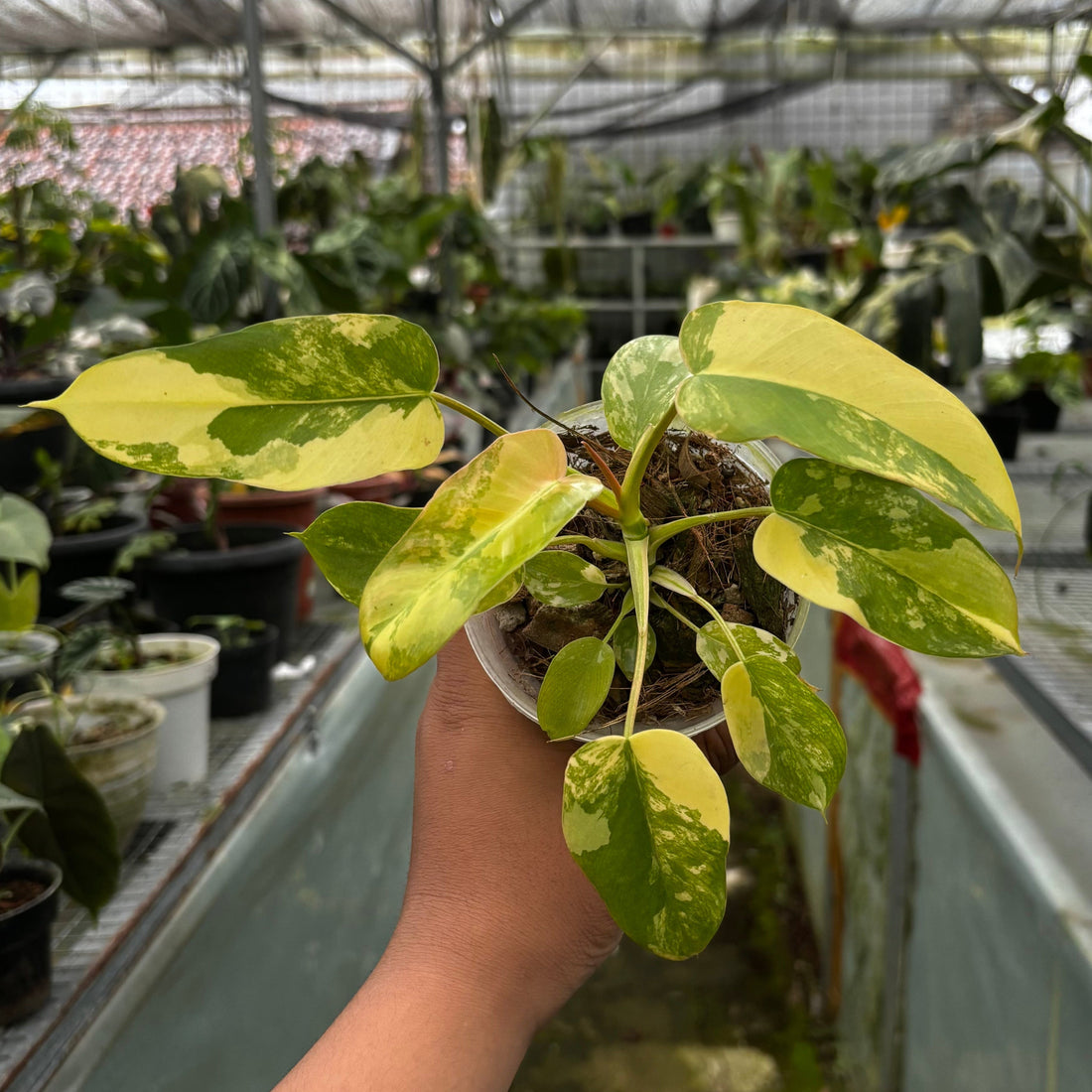 🎁 Philodendron Florida Beauty x Mayoi (100% off)