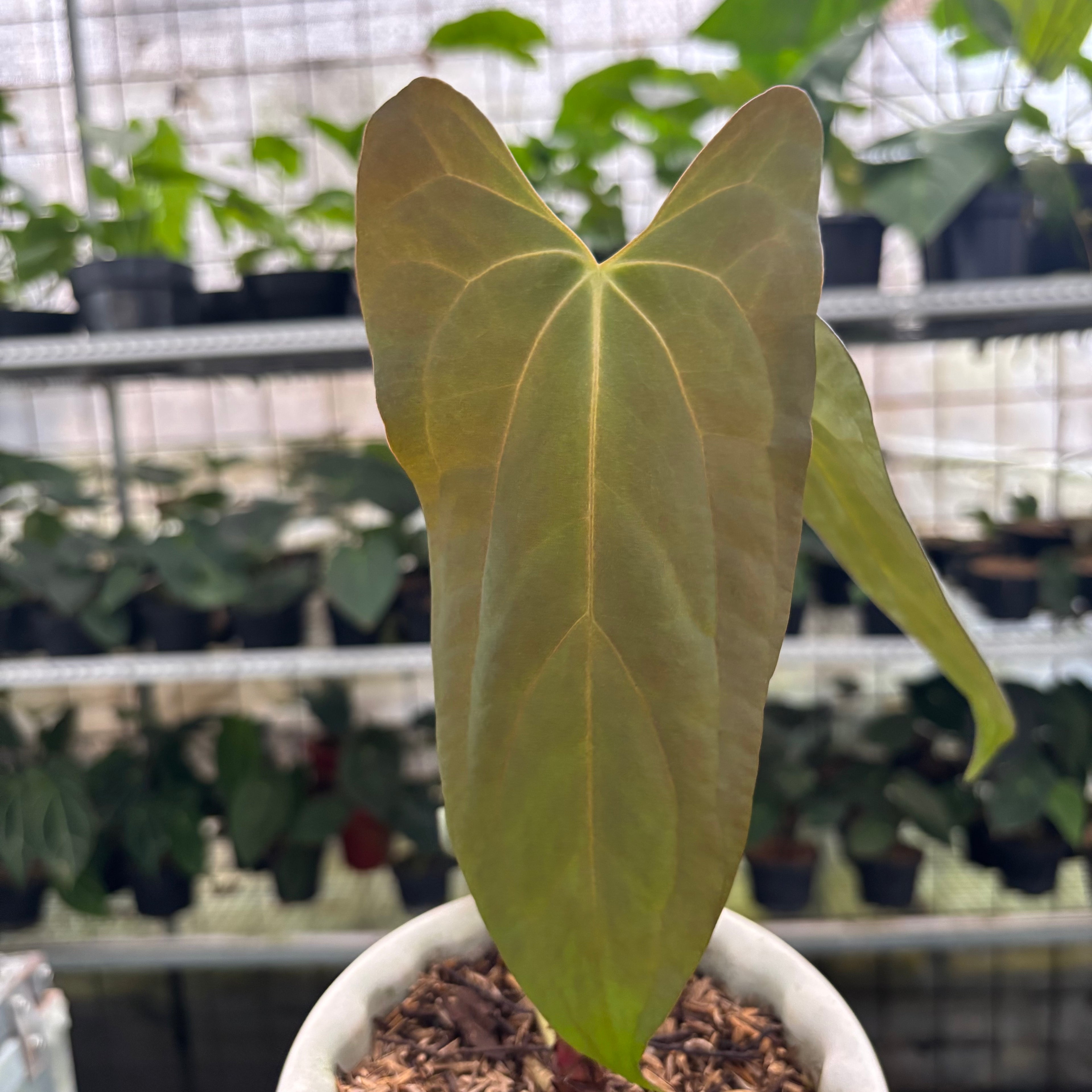 RP34-12 Anthurium Papillilaminum Portilae