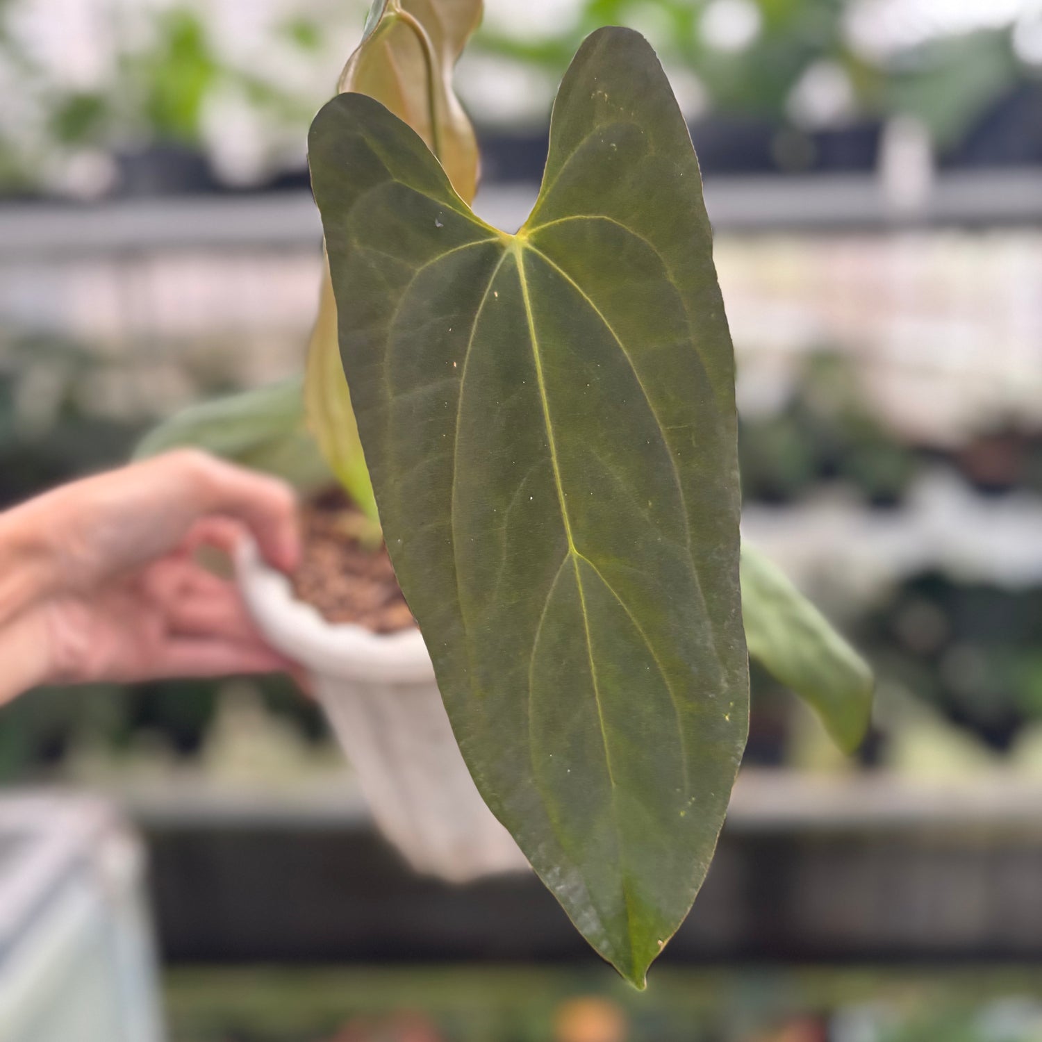 RP34-12 Anthurium Papillilaminum Portilae