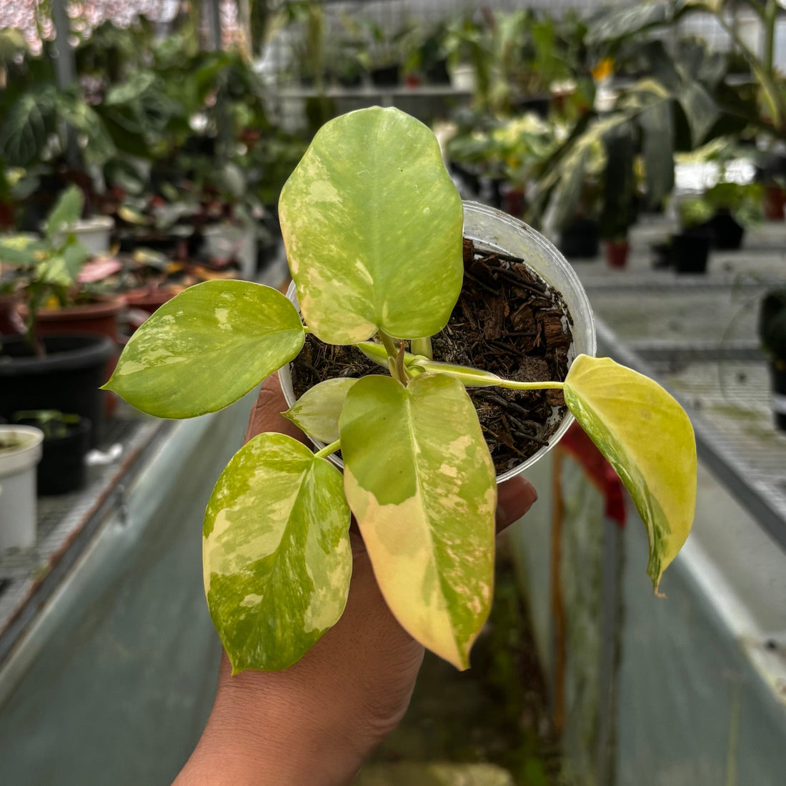 Philodendron Holto x Mayoi x Florida Beauty