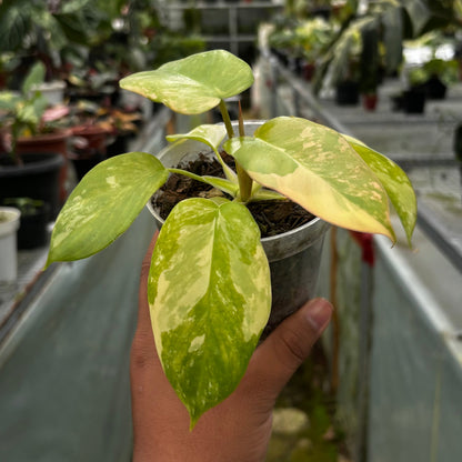 Philodendron Holto x Mayoi x Florida Beauty