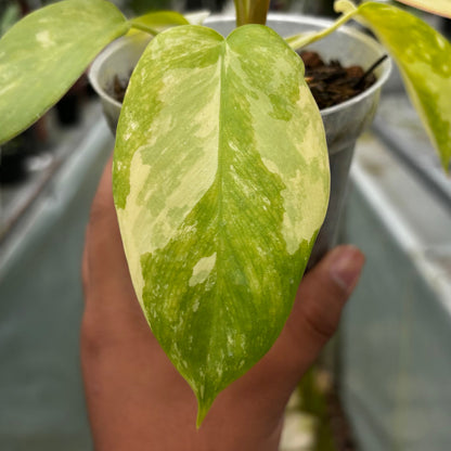 Philodendron Holto x Mayoi x Florida Beauty