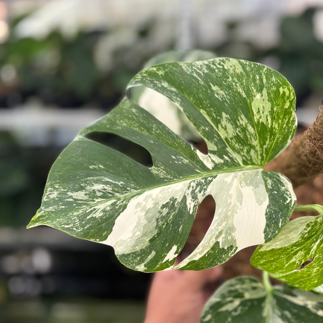 RP35-12 Monstera Albo Variegated