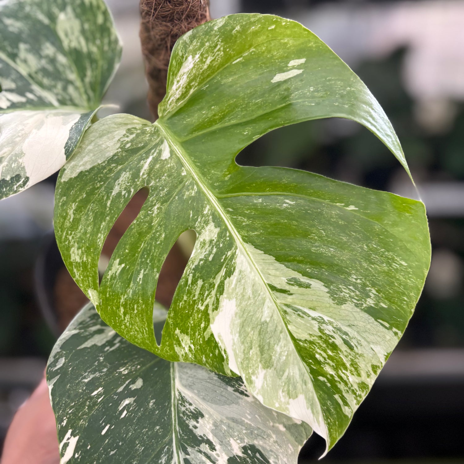 RP35-12 Monstera Albo Variegated