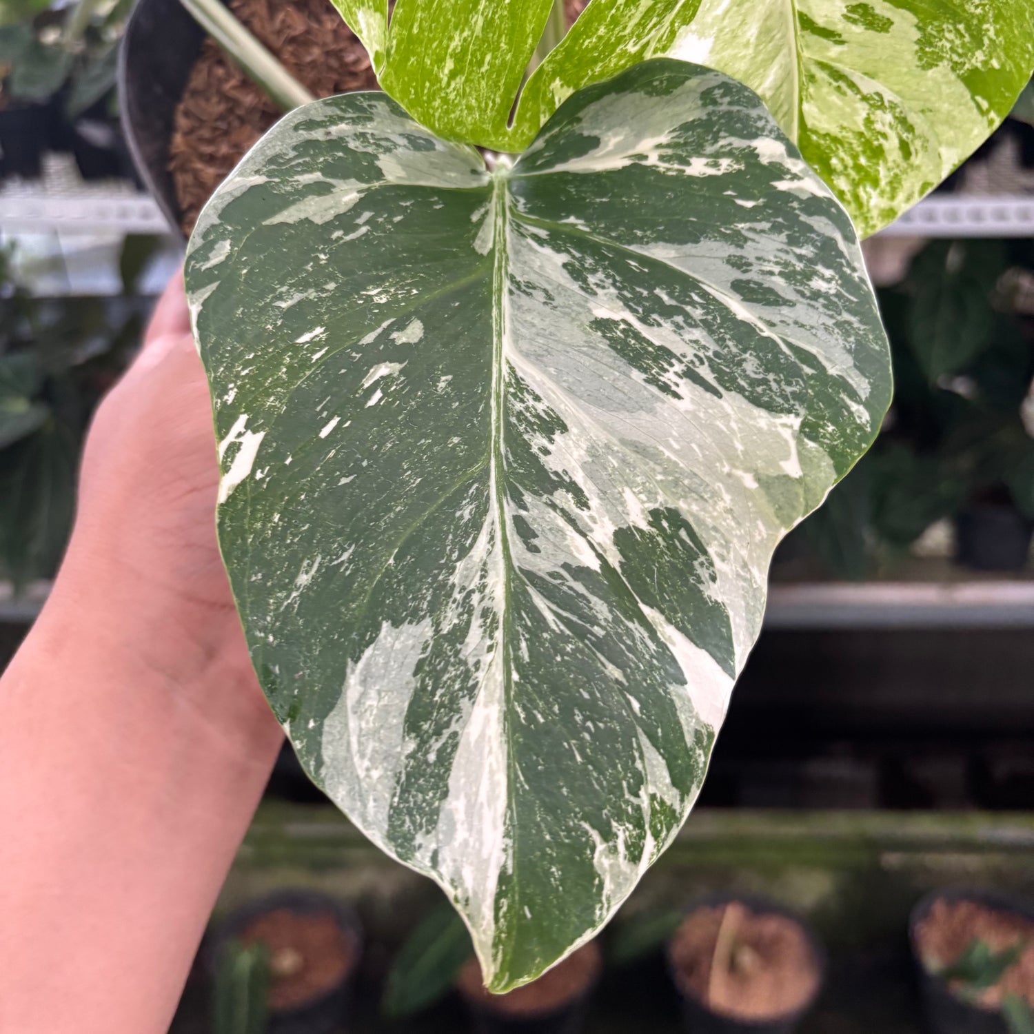 RP35-12 Monstera Albo Variegated