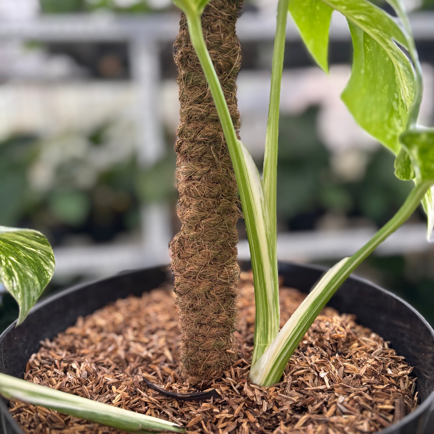 RP35-12 Monstera Albo Variegated