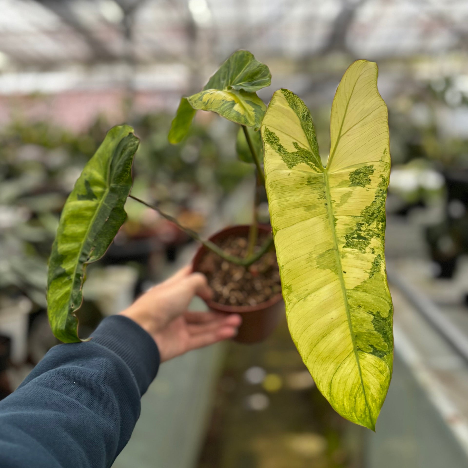 Philodendron Paraiso Verde Variegated – Greenspaces.id