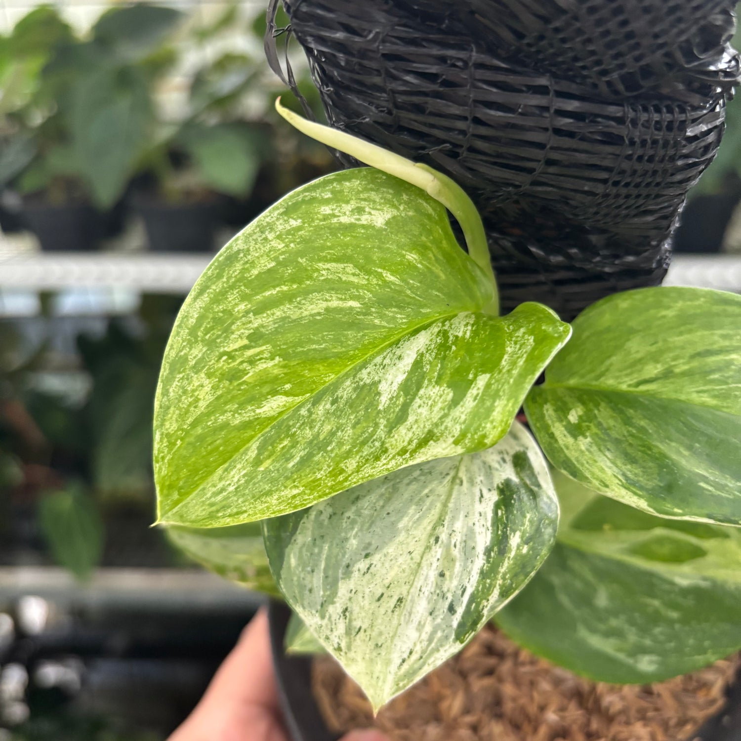 RP36-12	Scindapsus Moonlight Marble